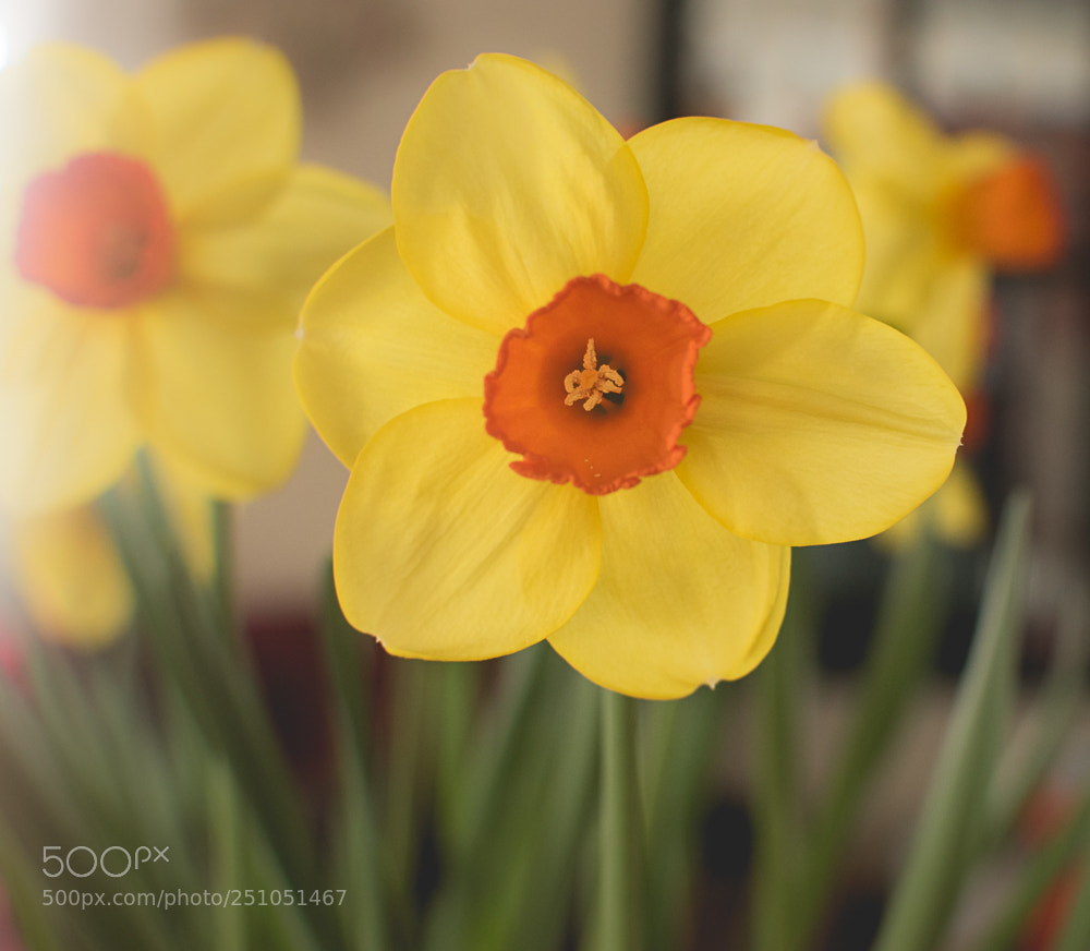 Nikon D5600 sample photo. Feathers & flowers photography