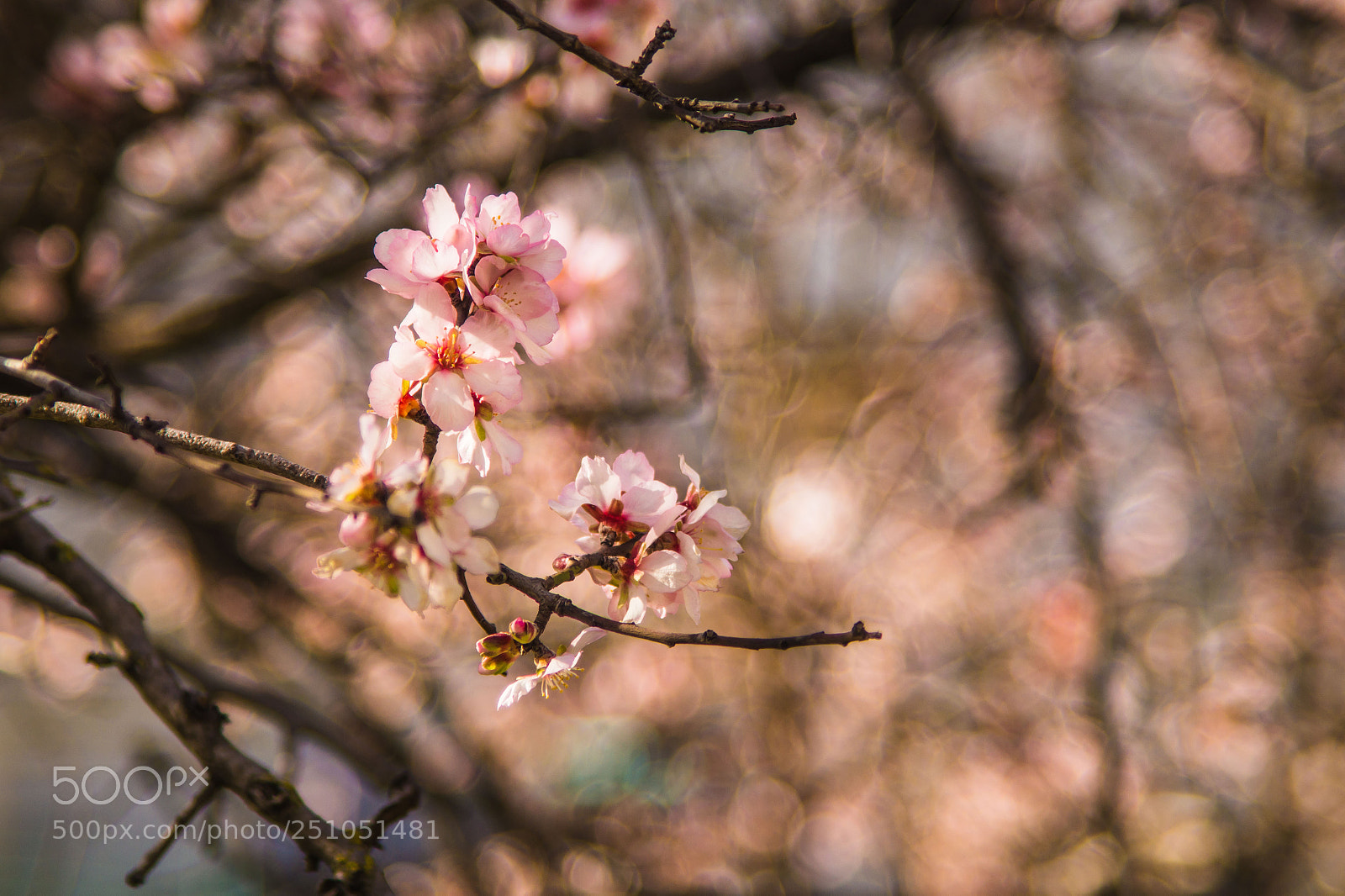 Sony SLT-A58 sample photo. Beautiful spring photography