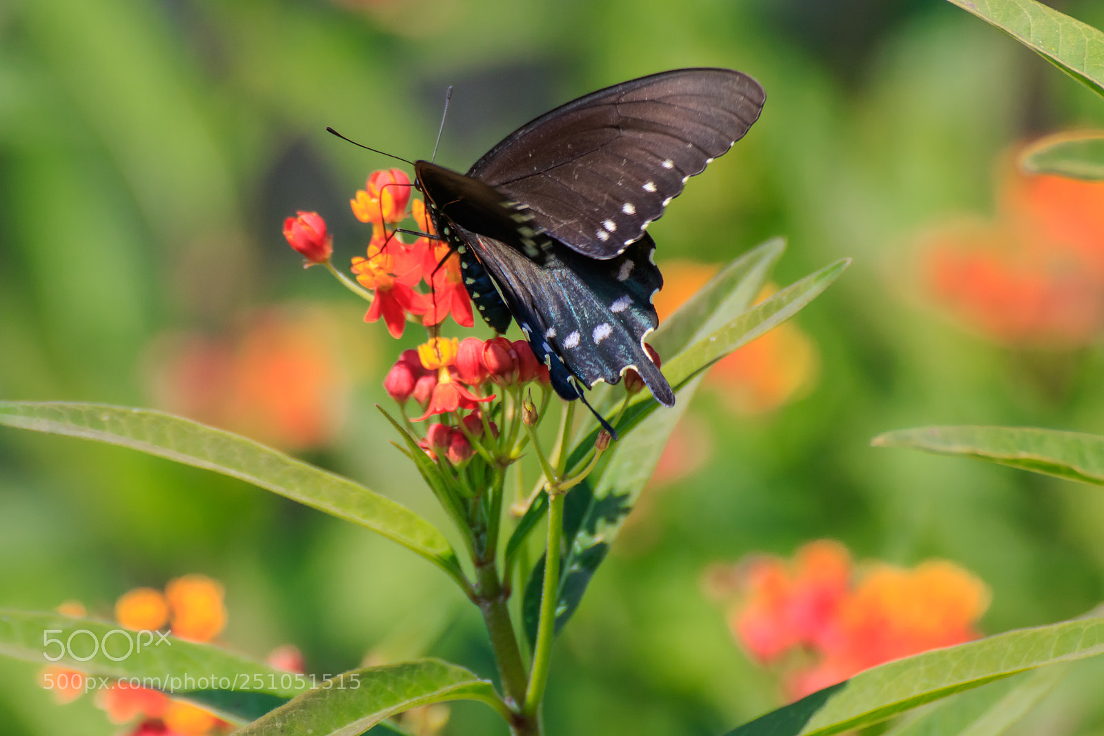 Canon EOS 7D Mark II sample photo. Pipevine swallowtail on butterfly photography