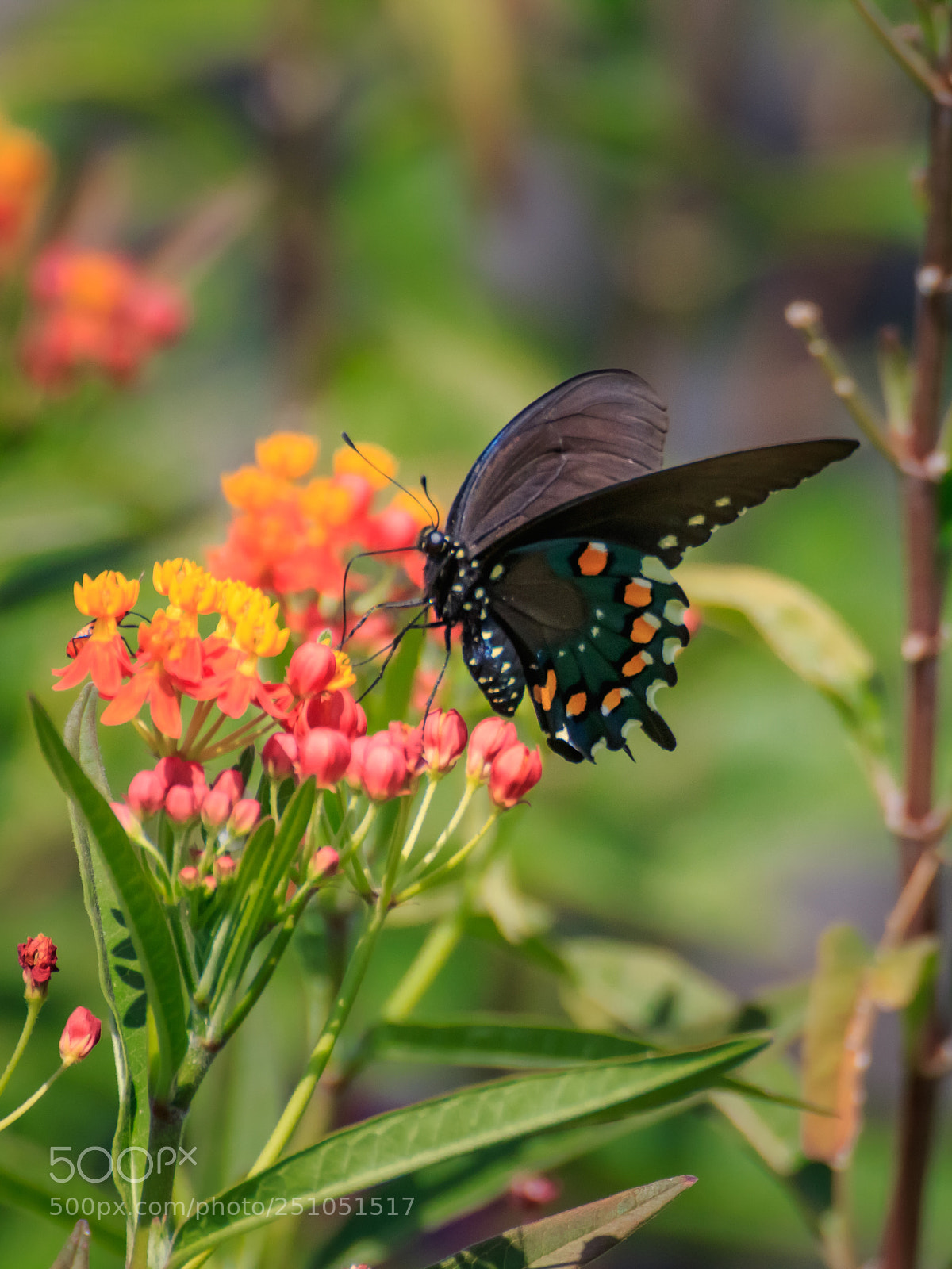 Canon EOS 7D Mark II sample photo. Pipevine swallowtail on butterfly photography