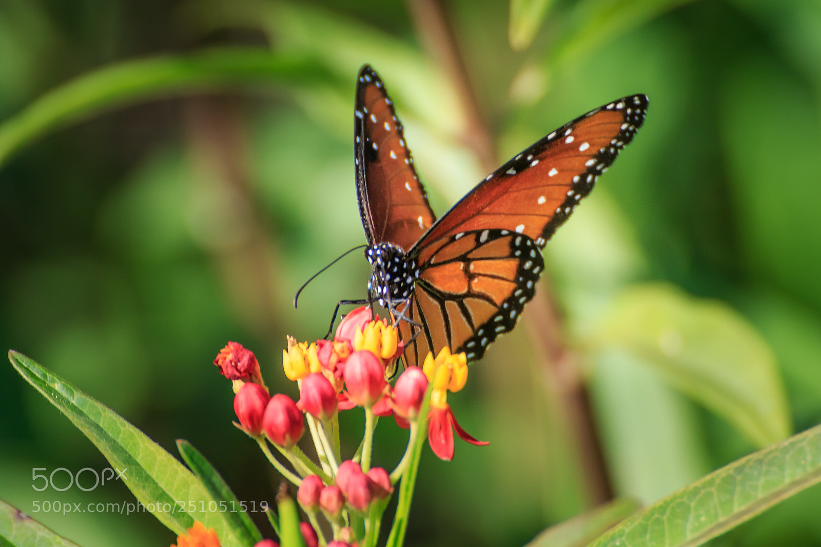 Canon EOS 7D Mark II sample photo. Queen butterfly on butterfly photography
