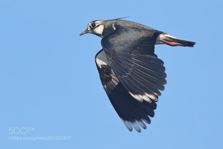 Canon EOS 7D Mark II sample photo. Lapwing photography