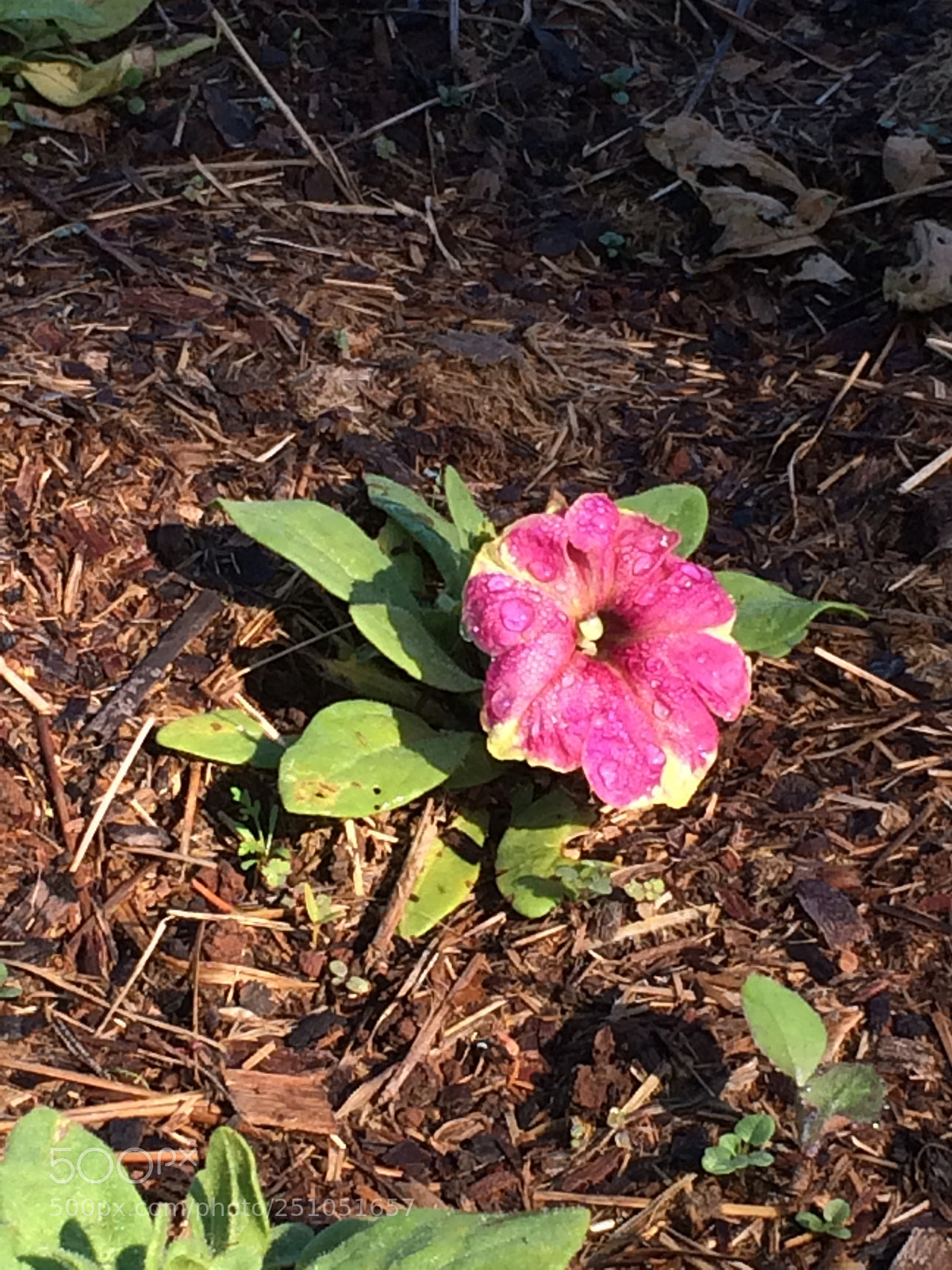 Apple iPhone 5s sample photo. Morning photography