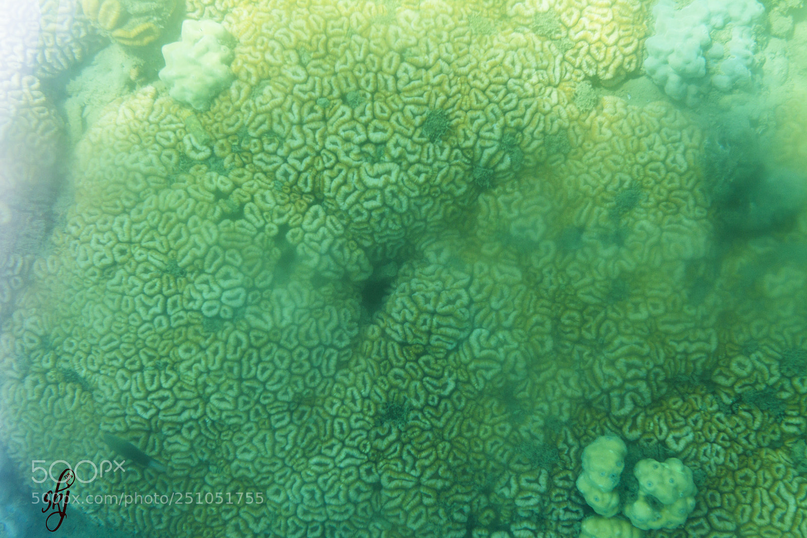 Canon EOS 1100D (EOS Rebel T3 / EOS Kiss X50) sample photo. Brain coral photography