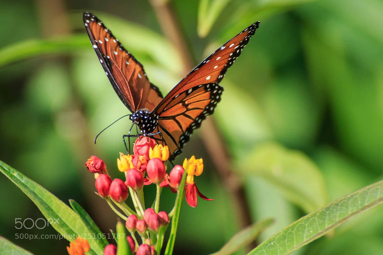 Canon EOS 7D Mark II sample photo. Queen butterfly on butterfly photography