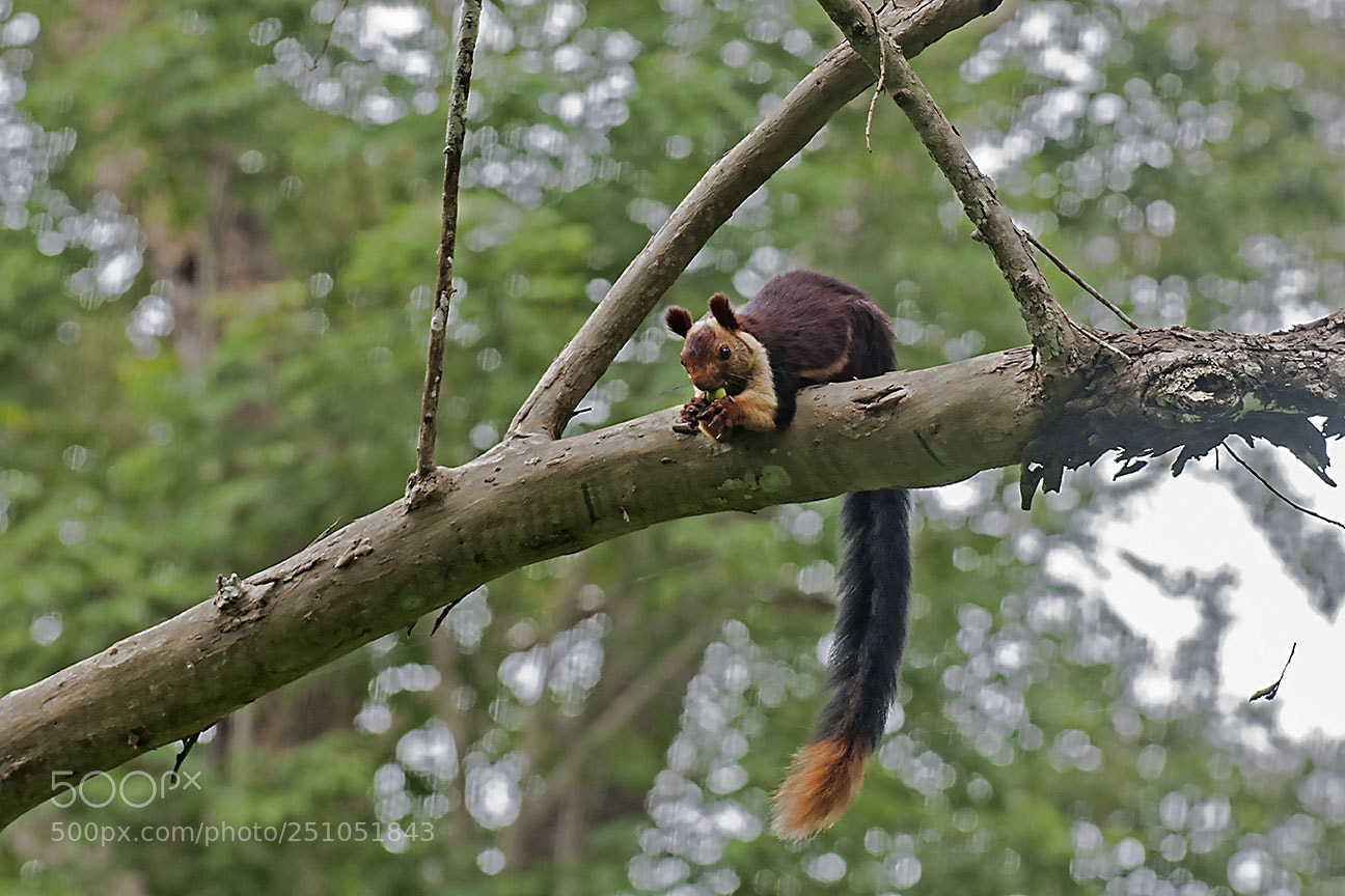 Nikon D80 sample photo. Giant malabar sqirrel photography