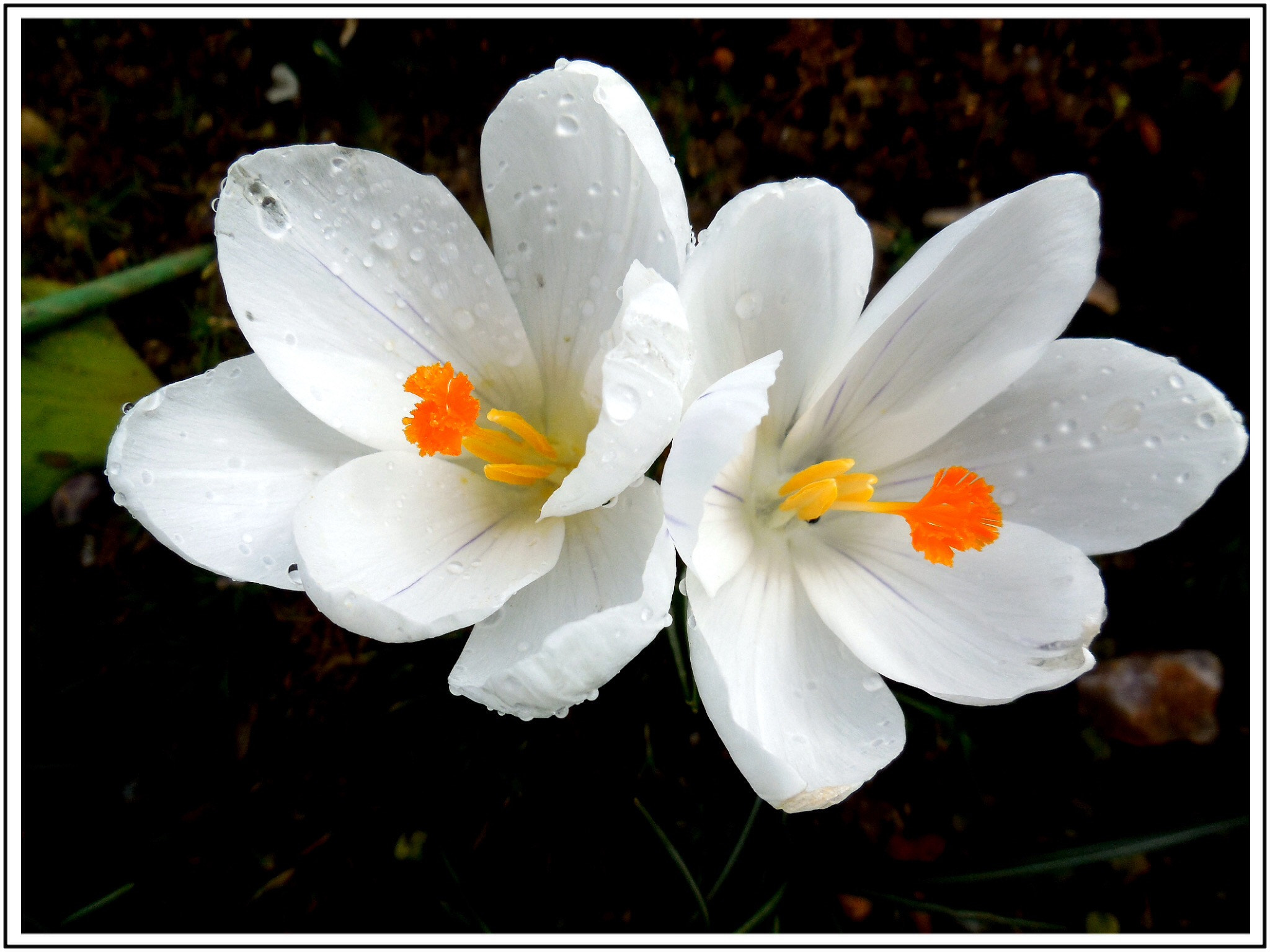 Nikon Coolpix S6500 sample photo. Les crocus  photography