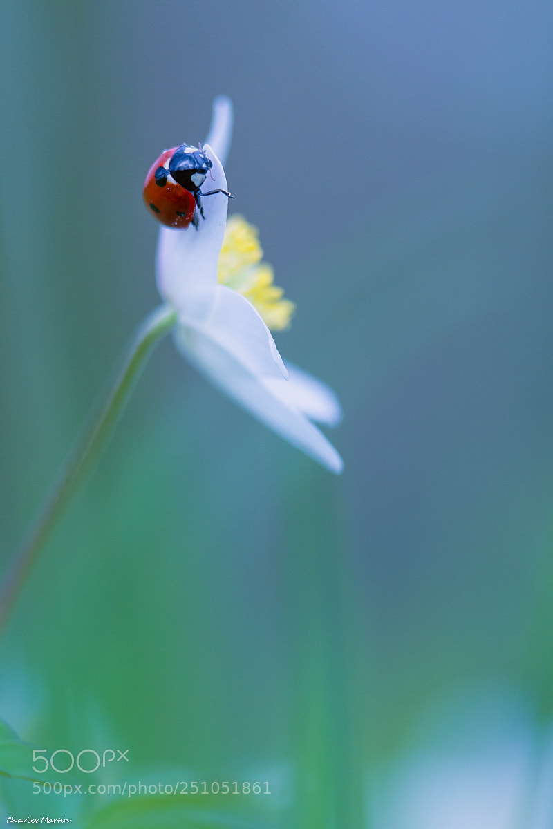 Canon EOS 7D sample photo. Coccinelle à 7 points (coccinella 7-punctata) photography