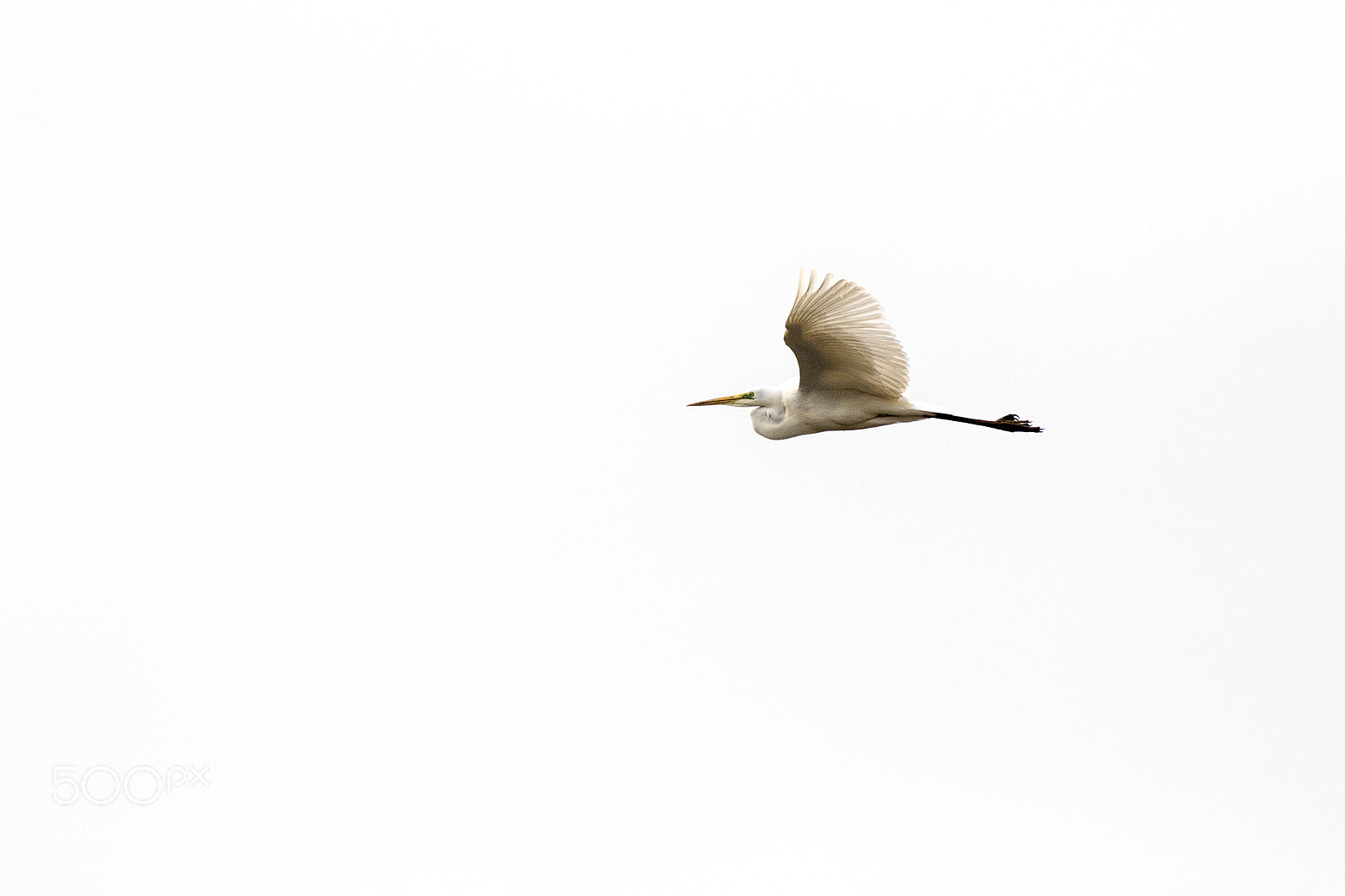 Canon EOS 7D Mark II sample photo. Silberreiher photography