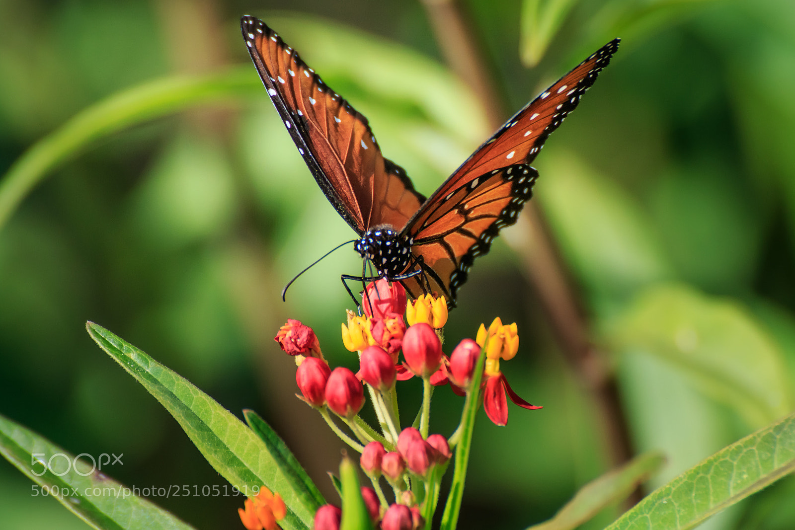Canon EOS 7D Mark II sample photo. Queen butterfly on butterfly photography
