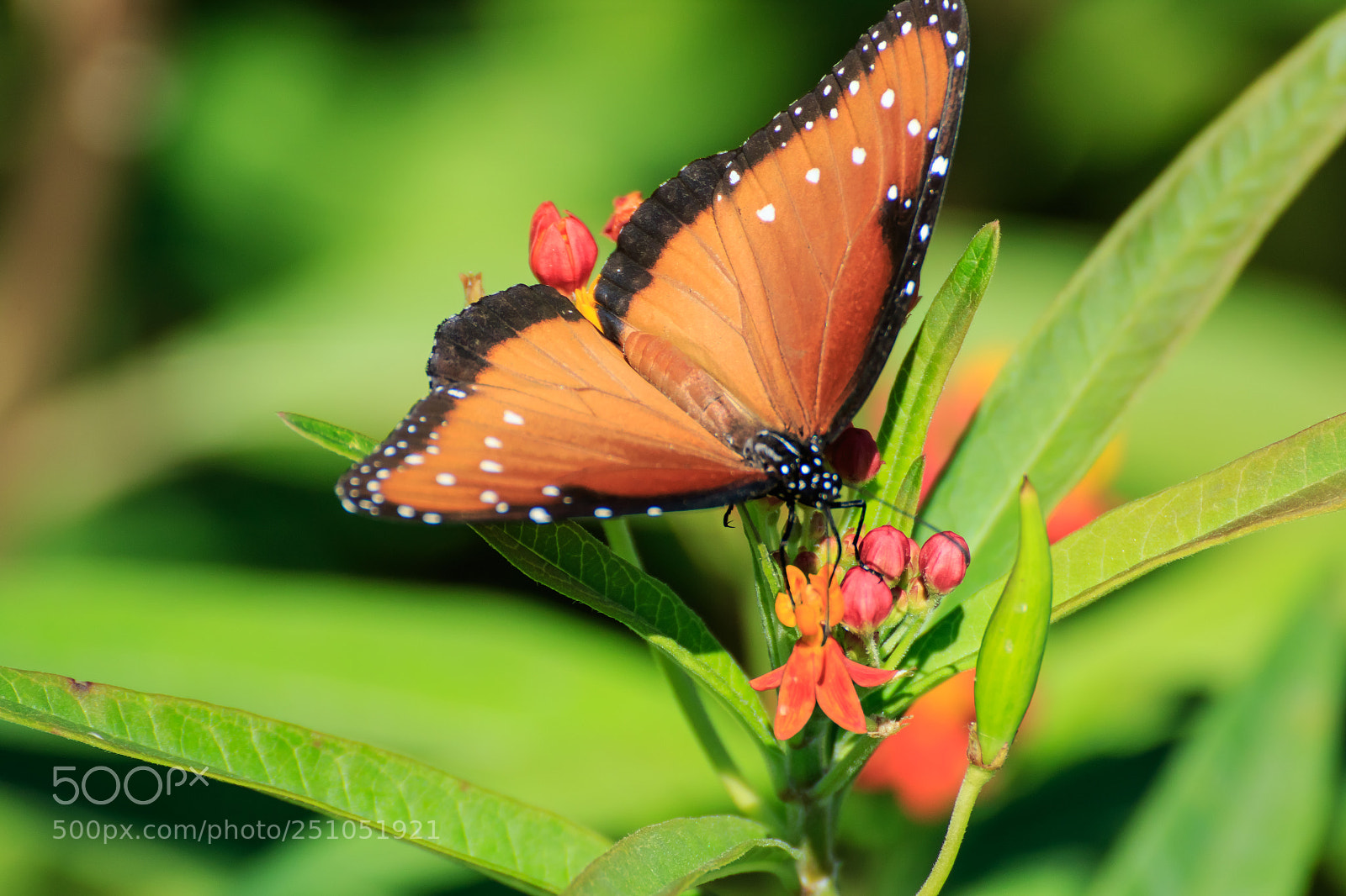 Canon EOS 7D Mark II sample photo. Queen butterfly on butterfly photography