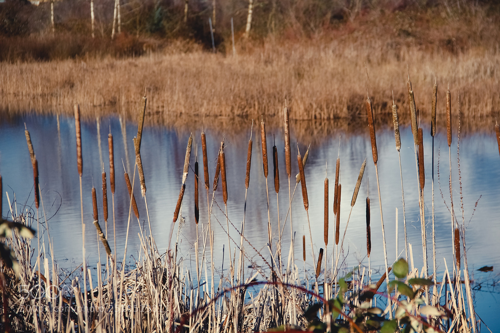 Canon EOS 60D sample photo. Wild photography