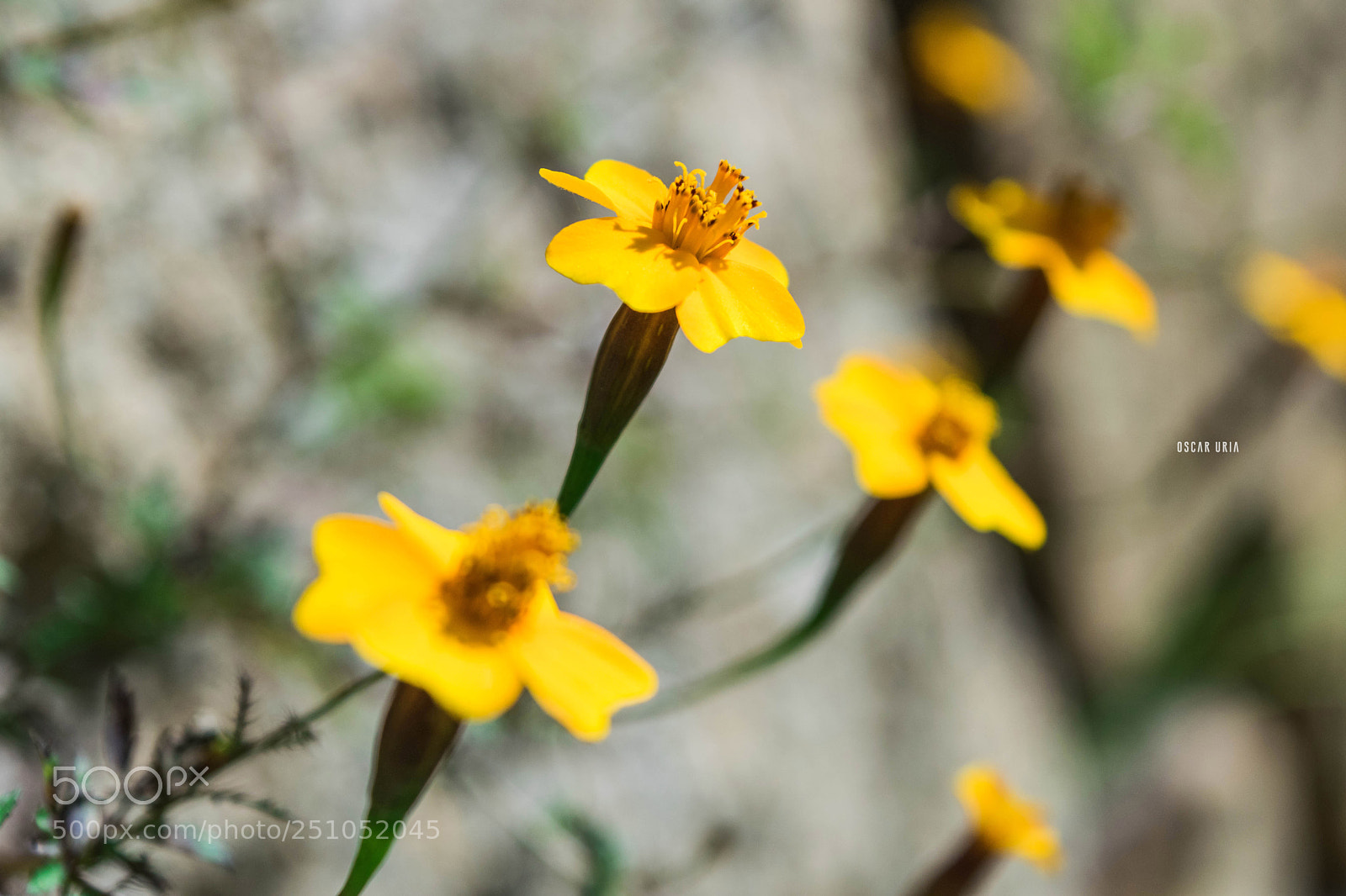 Nikon D3300 sample photo. Oaxaca photography