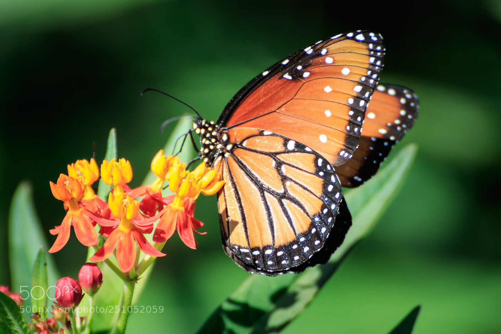 Canon EOS 7D Mark II sample photo. Queen butterfly on butterfly photography