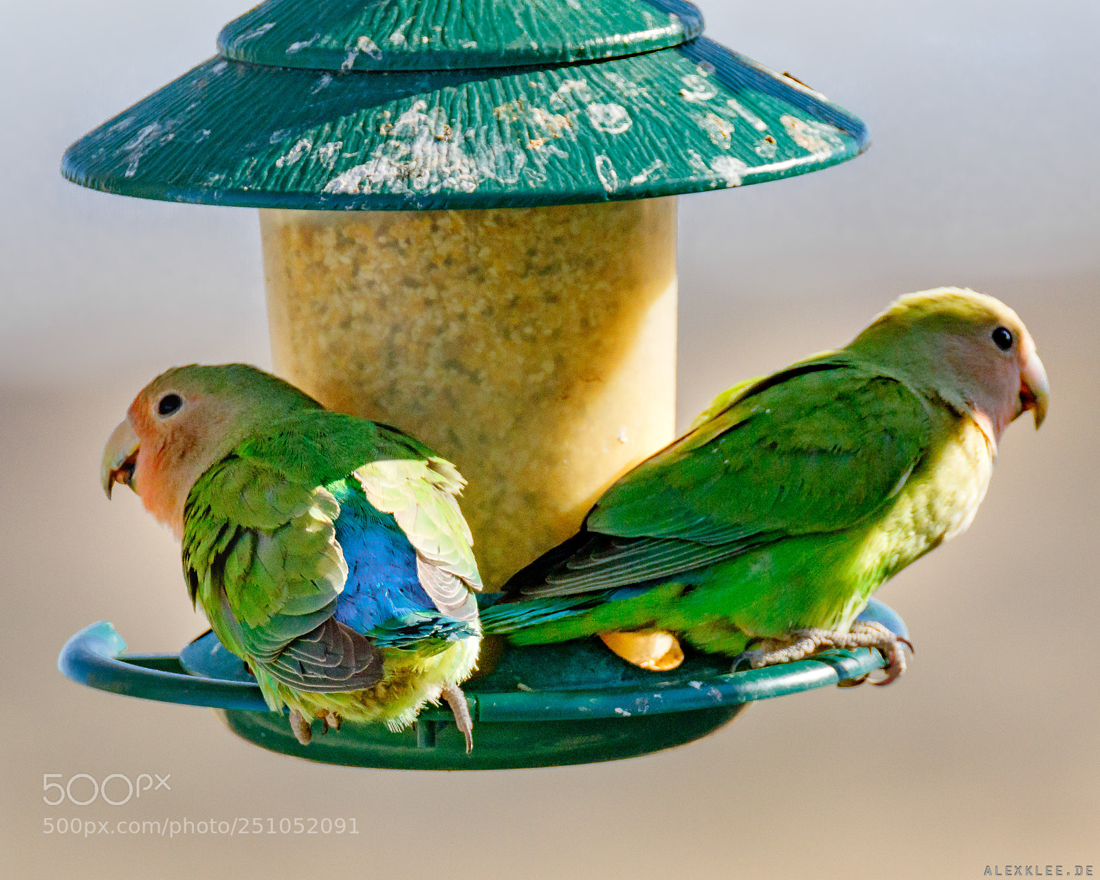 Canon EOS 7D Mark II sample photo. The rosy-faced lovebird photography
