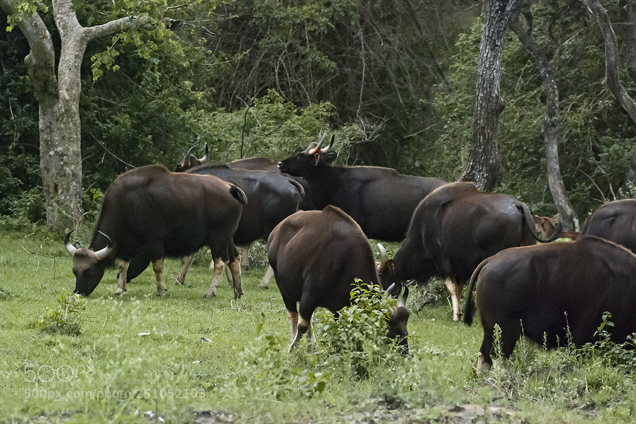 Nikon D80 sample photo. Gaurs photography