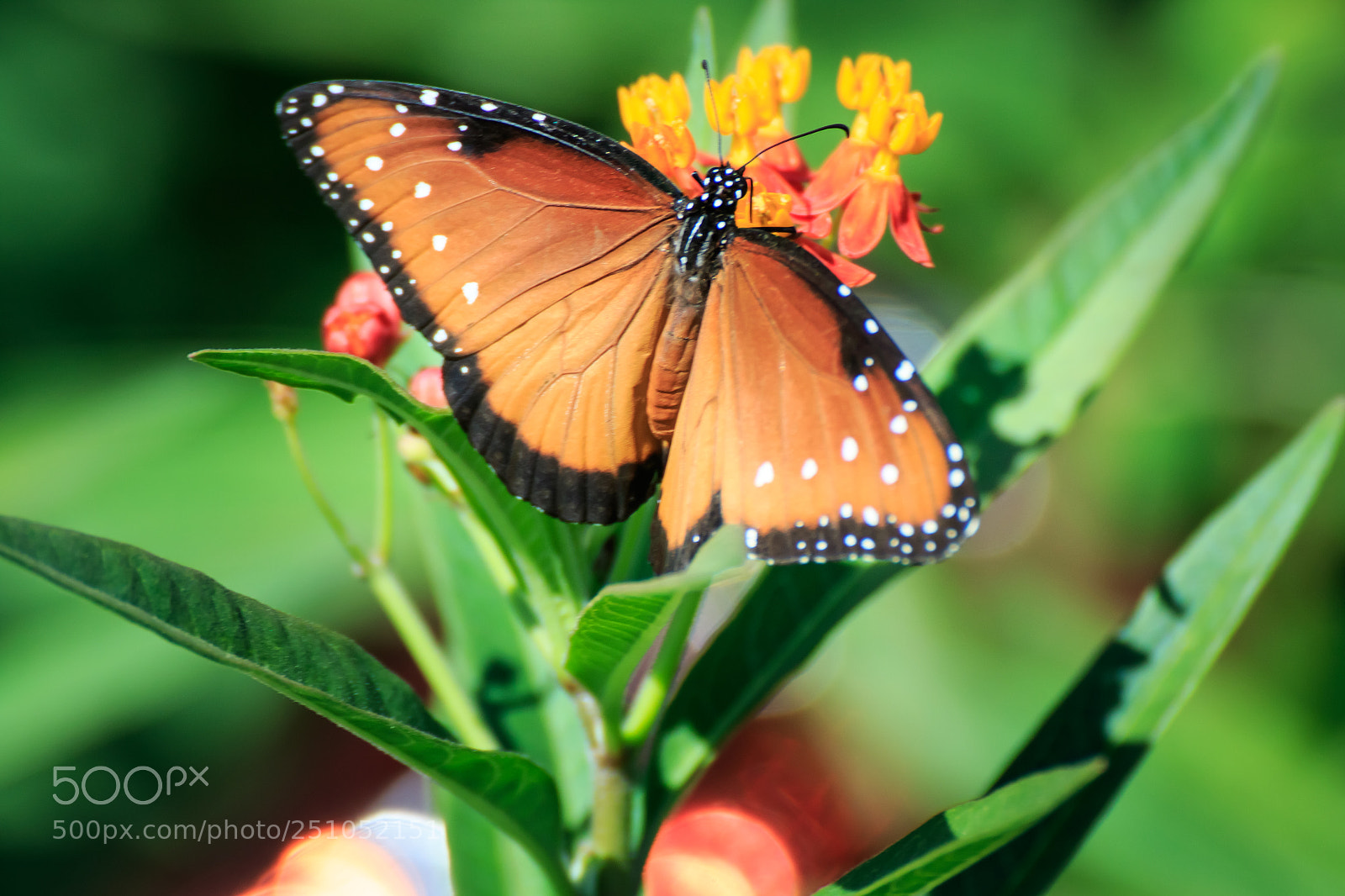 Canon EOS 7D Mark II sample photo. Queen butterfly on butterfly photography