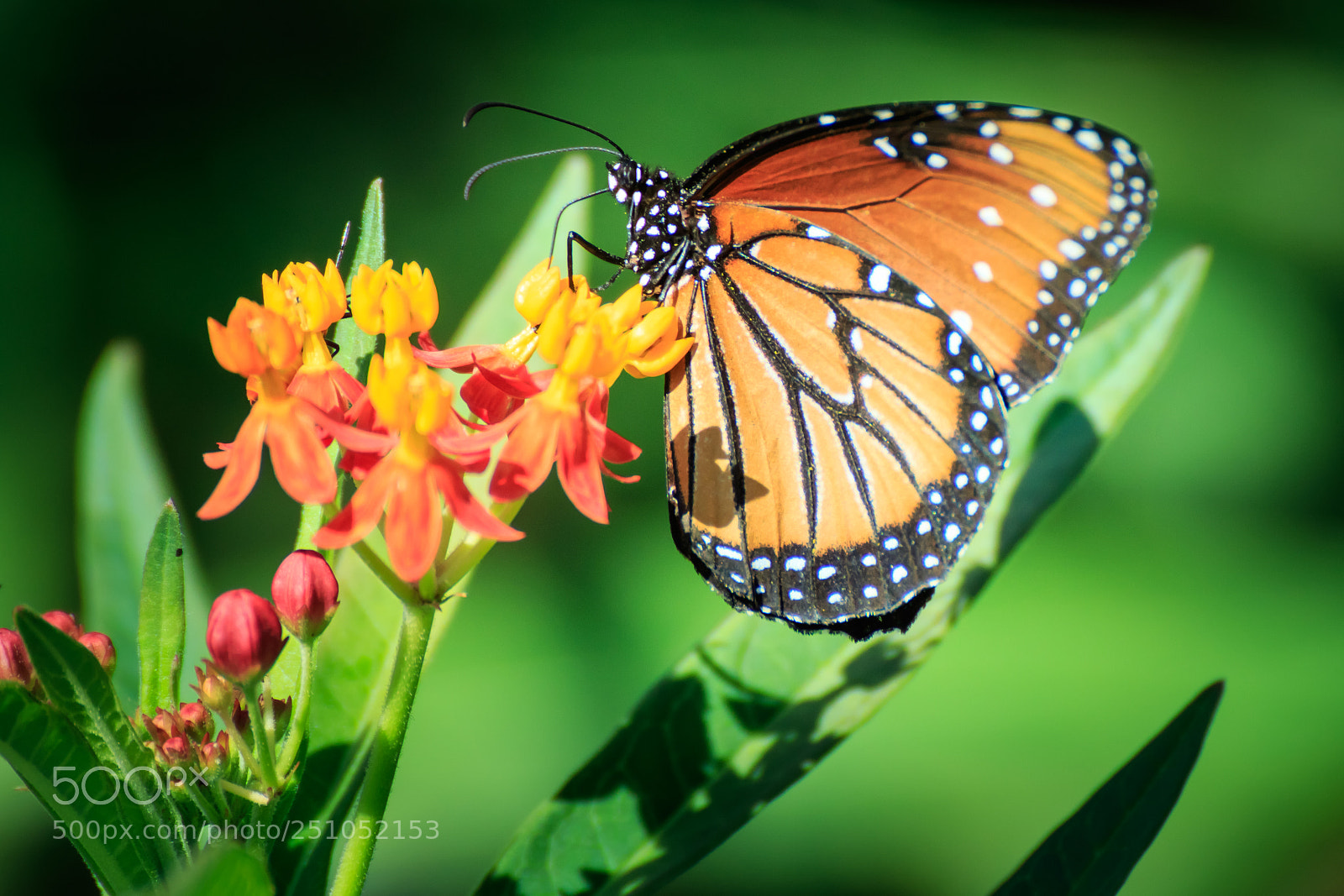 Canon EOS 7D Mark II sample photo. Queen butterfly on butterfly photography