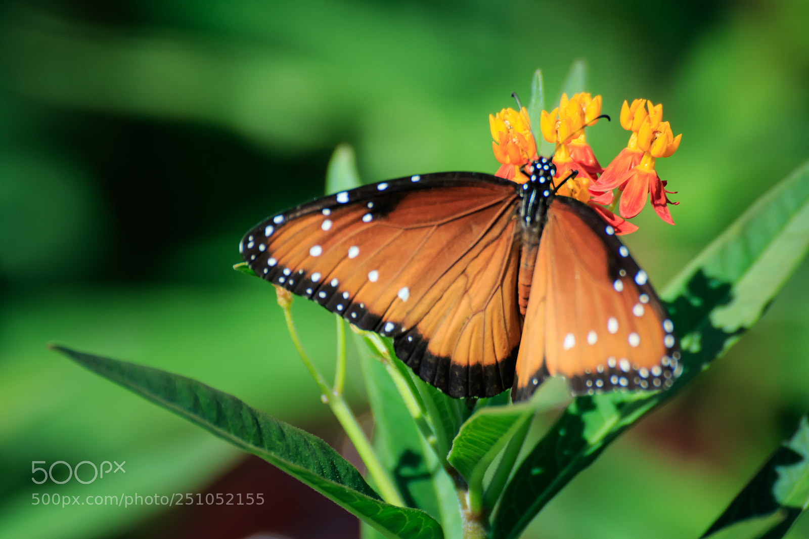 Canon EOS 7D Mark II sample photo. Queen butterfly on butterfly photography