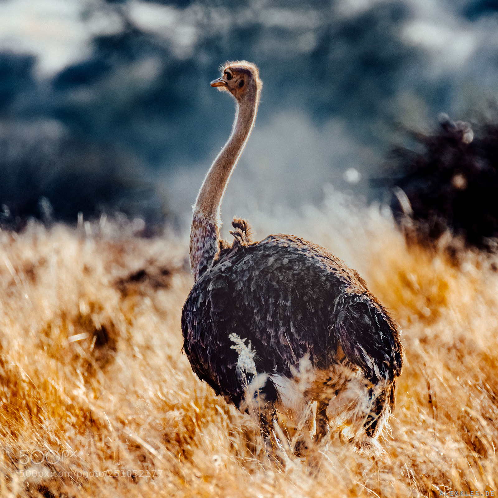 Canon EOS 7D Mark II sample photo. The ostrich photography