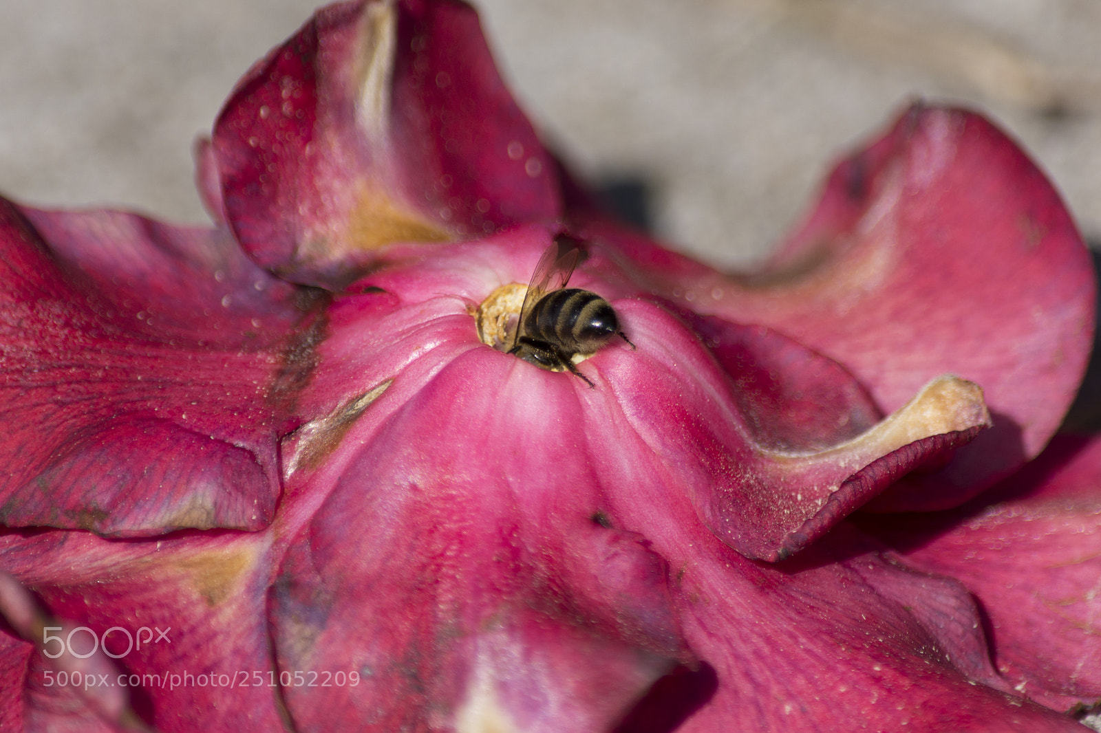 Nikon D7100 sample photo. Larceny photography