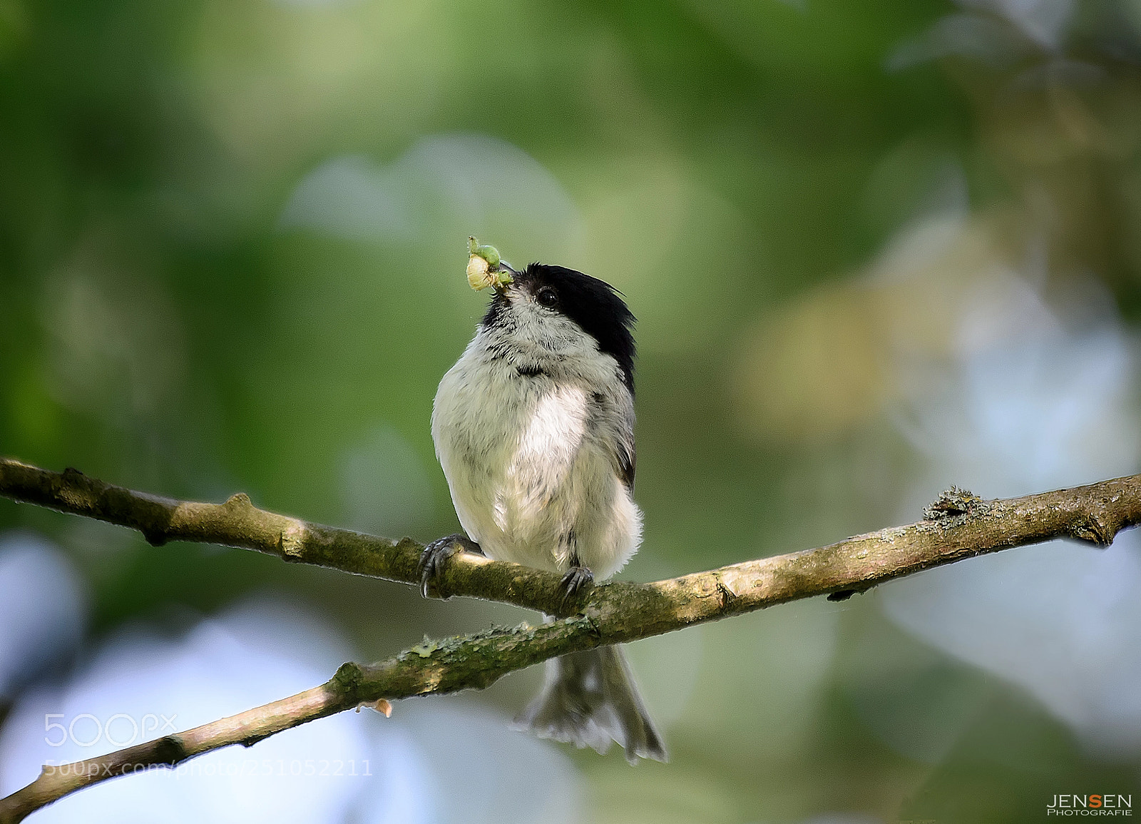 Nikon D4S sample photo. Time for feeding photography
