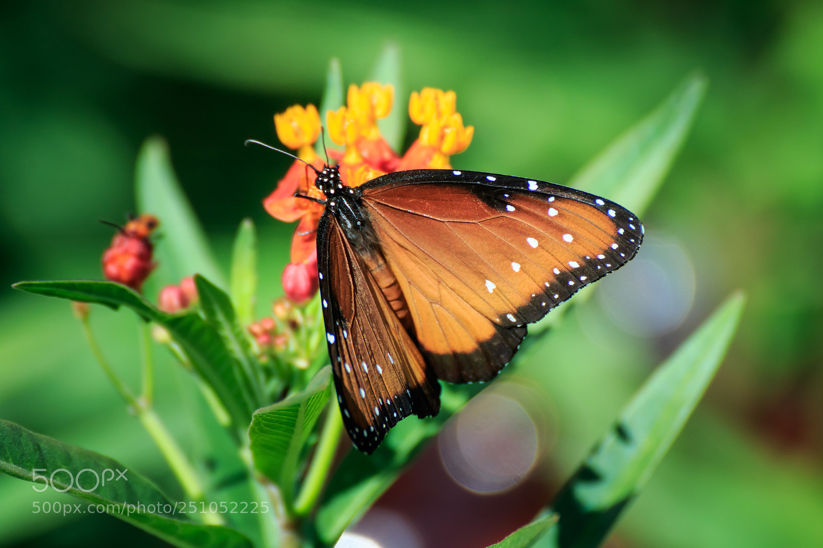 Canon EOS 7D Mark II sample photo. Queen butterfly on butterfly photography