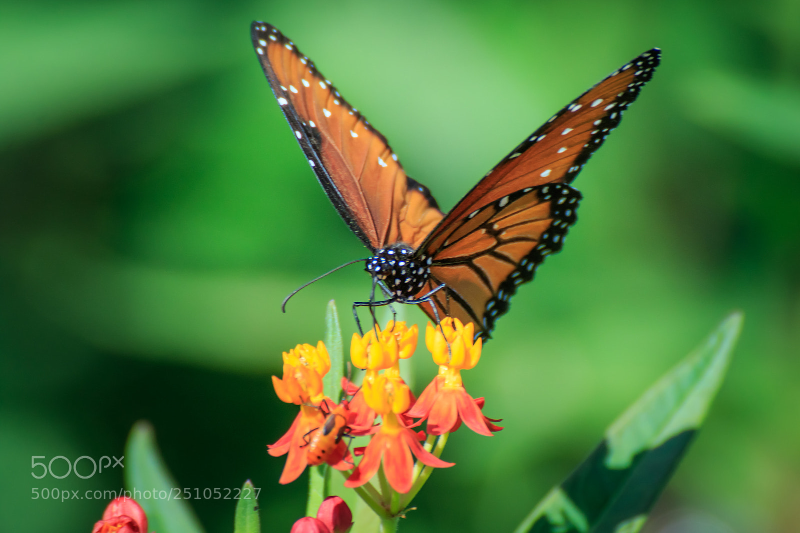 Canon EOS 7D Mark II sample photo. Queen butterfly on butterfly photography