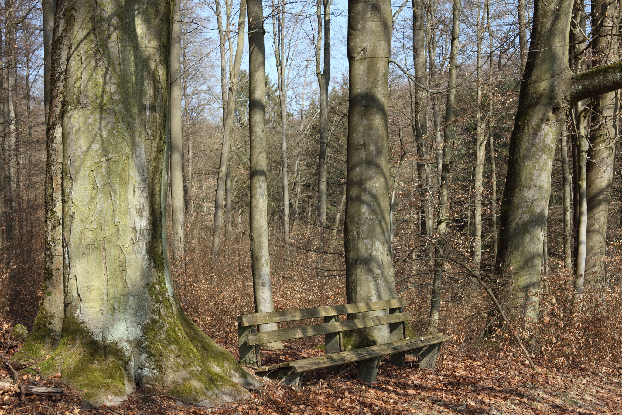 Canon EF 28-80mm f/3.5-5.6 sample photo. The bench photography