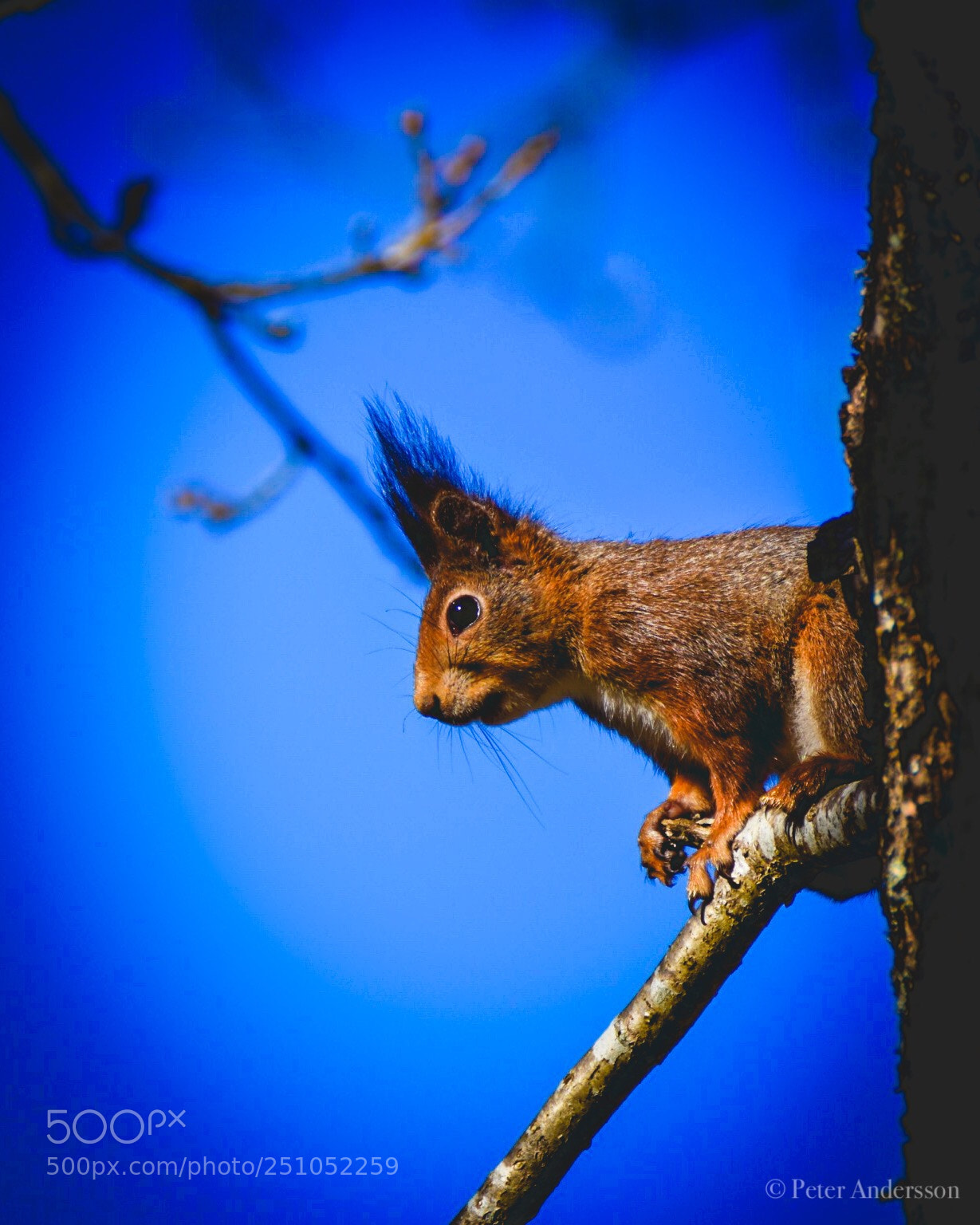 Nikon D7200 sample photo. Basking squirell photography