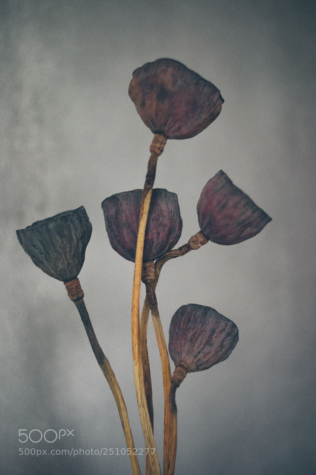 Nikon D5000 sample photo. New spring photography