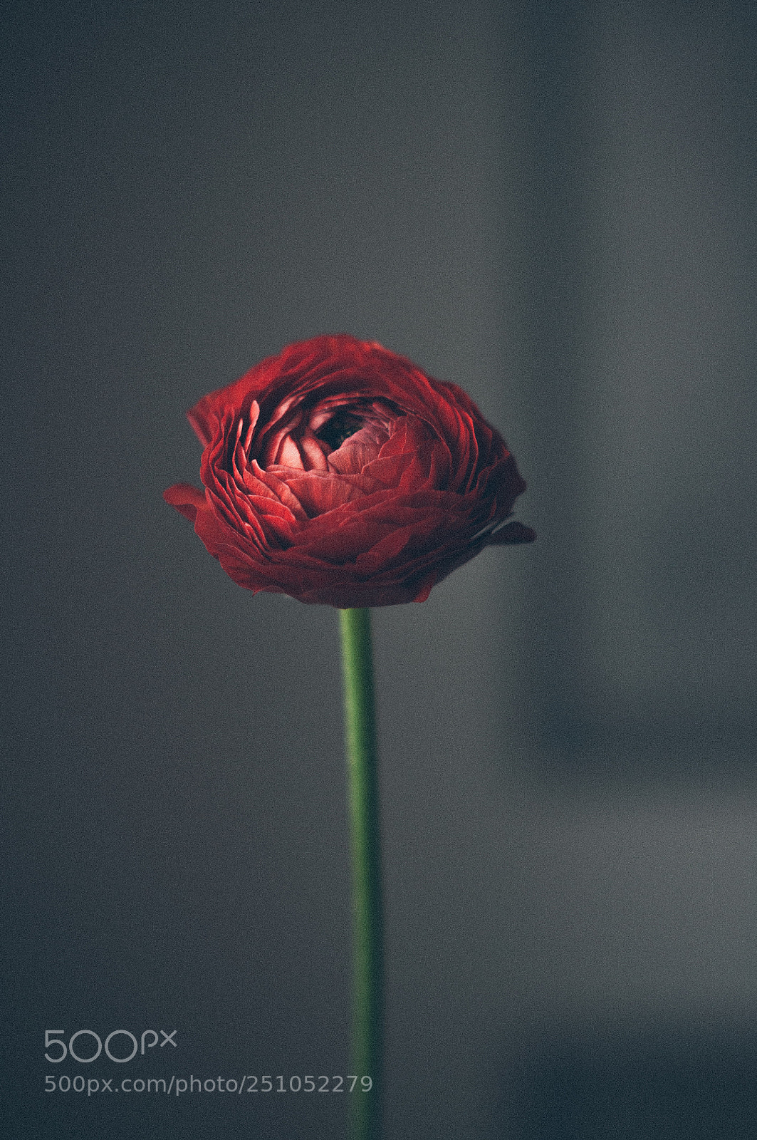 Nikon D5000 sample photo. New spring photography