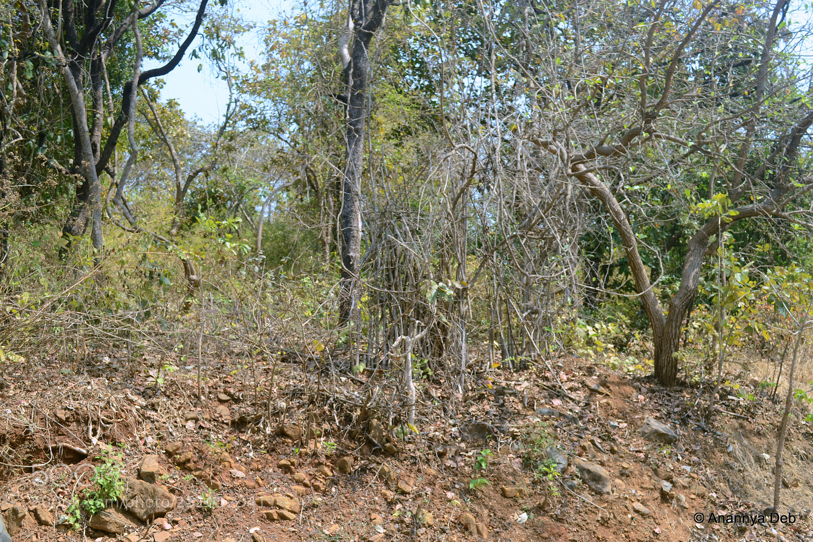 Nikon D3100 sample photo. Borivili national park, february 2014 photography