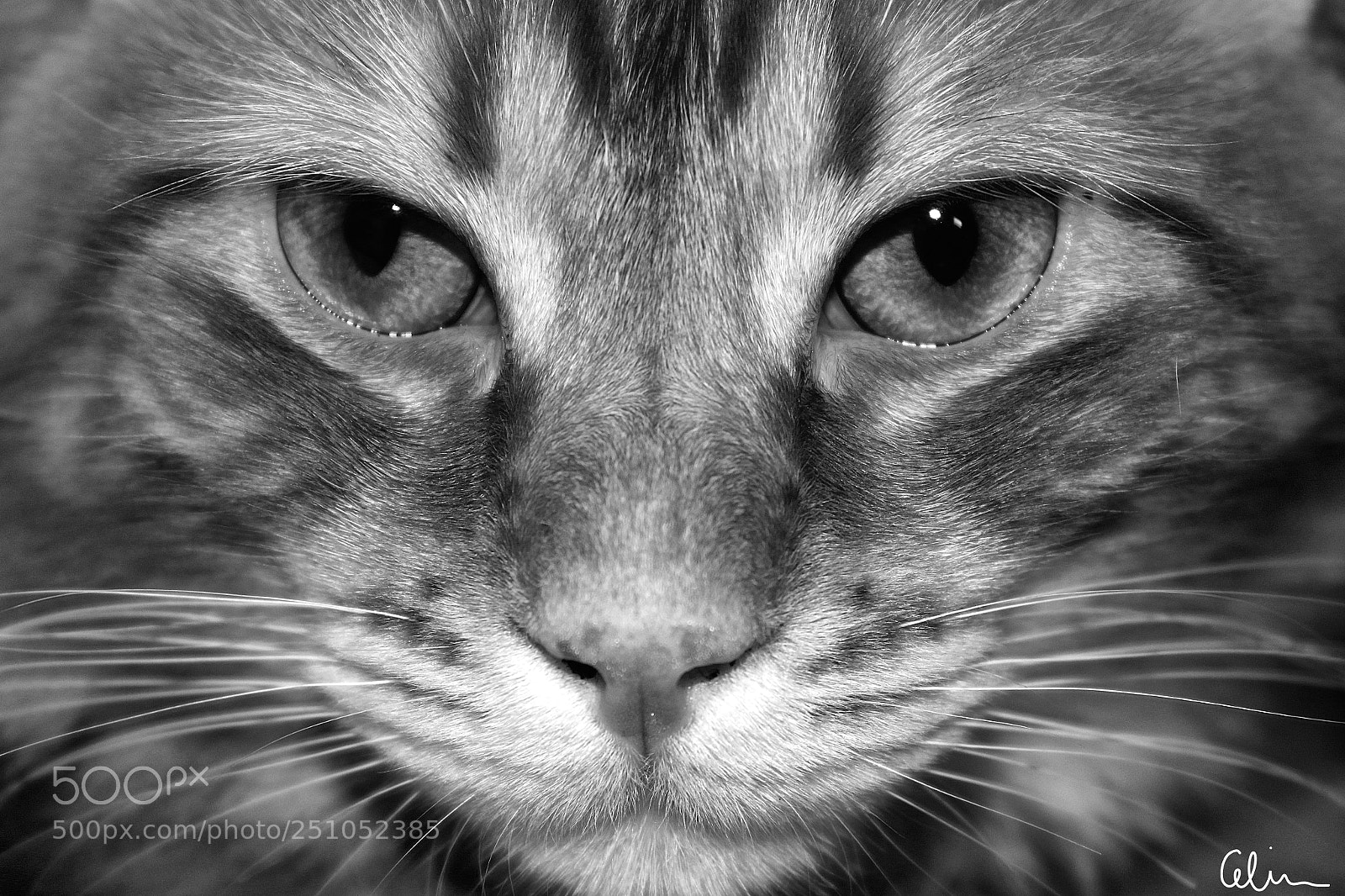 Canon EOS 100D (EOS Rebel SL1 / EOS Kiss X7) sample photo. Black & white photography