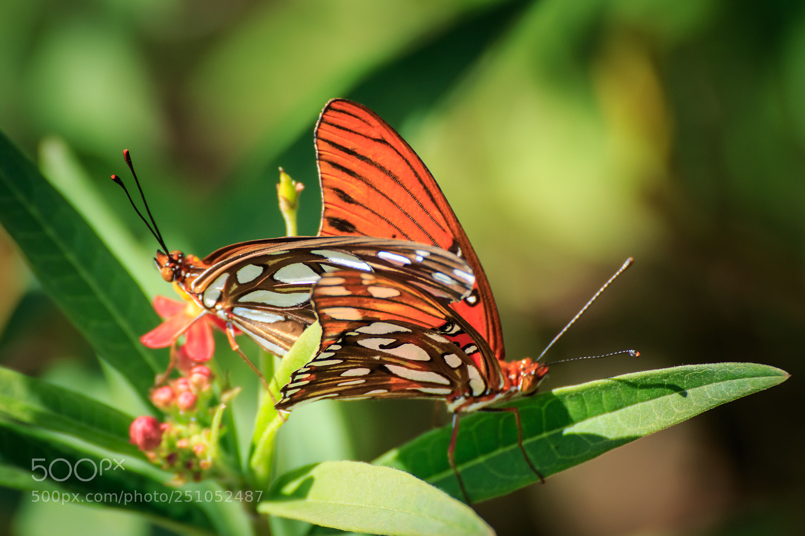 Canon EOS 7D Mark II sample photo. Gulf fritillary mating #1 photography