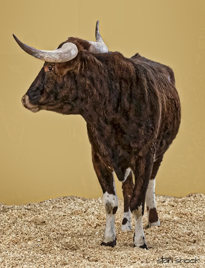 Canon EOS 7D Mark II sample photo. Angle of the horn photography