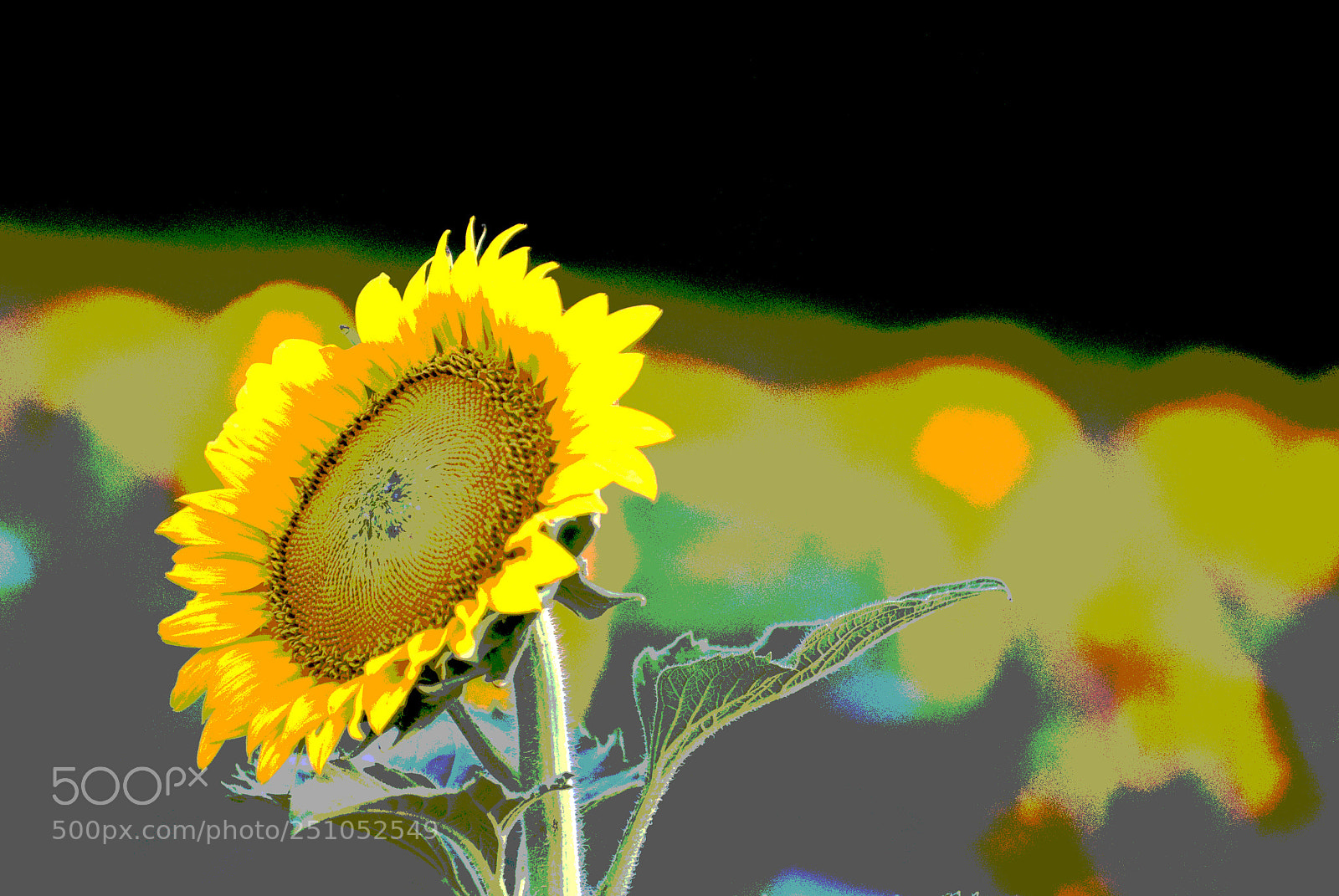 Nikon D60 sample photo. Sunflower photography