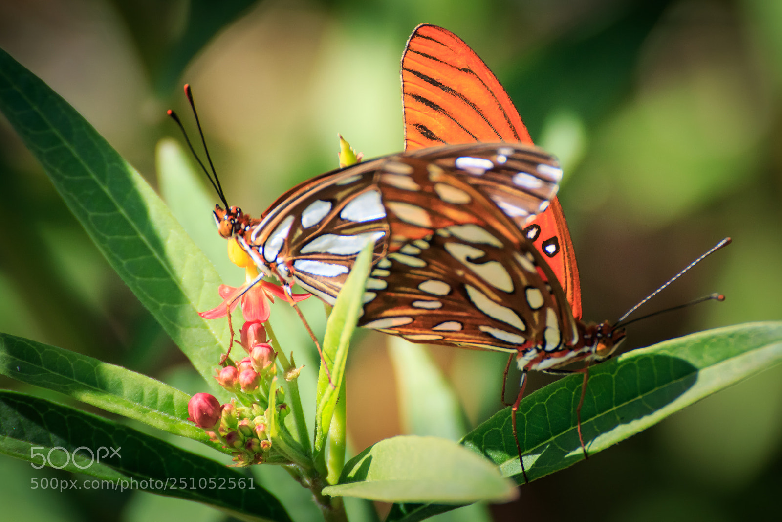 Canon EOS 7D Mark II sample photo. Gulf fritillary mating #2 photography