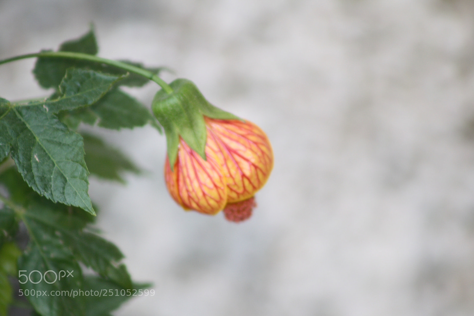 Canon EOS 1000D (EOS Digital Rebel XS / EOS Kiss F) sample photo. Veins of a flower. photography