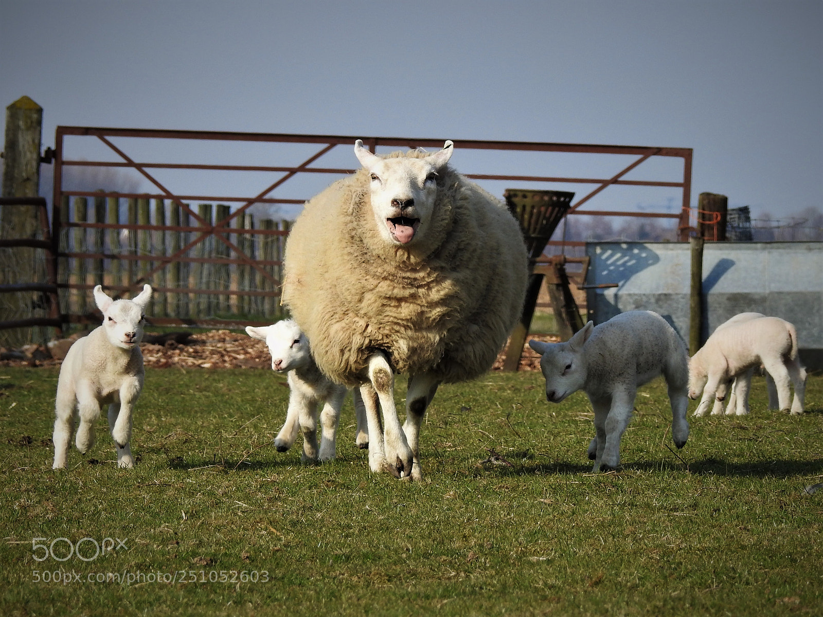 Nikon Coolpix P900 sample photo. Attack of the artiodactyla... photography