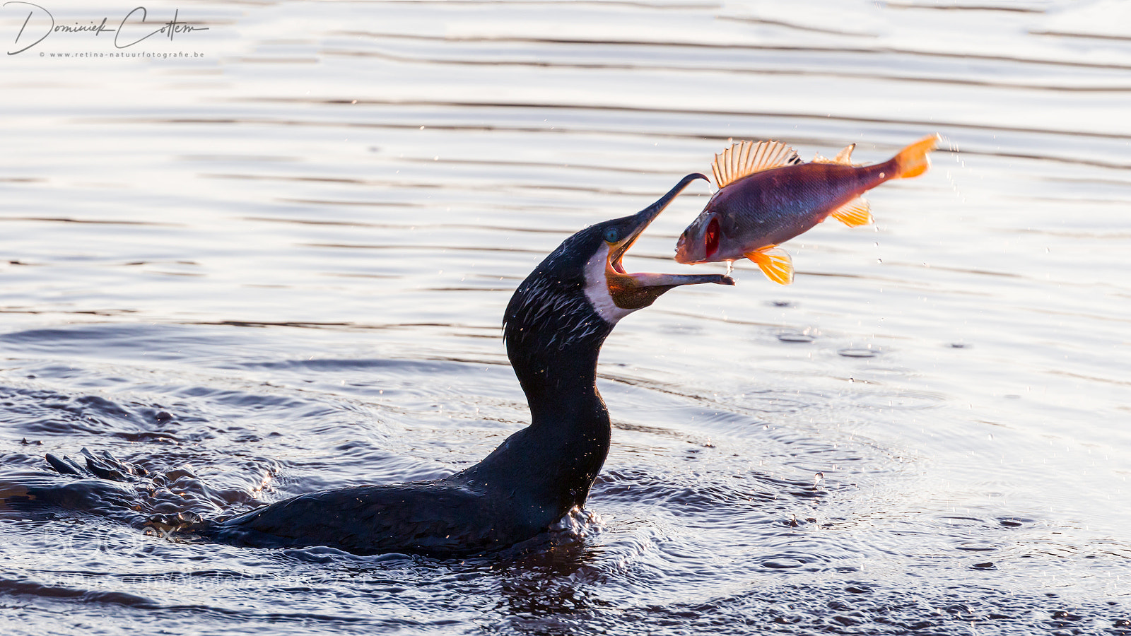 Canon EOS 7D Mark II sample photo. Great cormorant (& european perch) photography