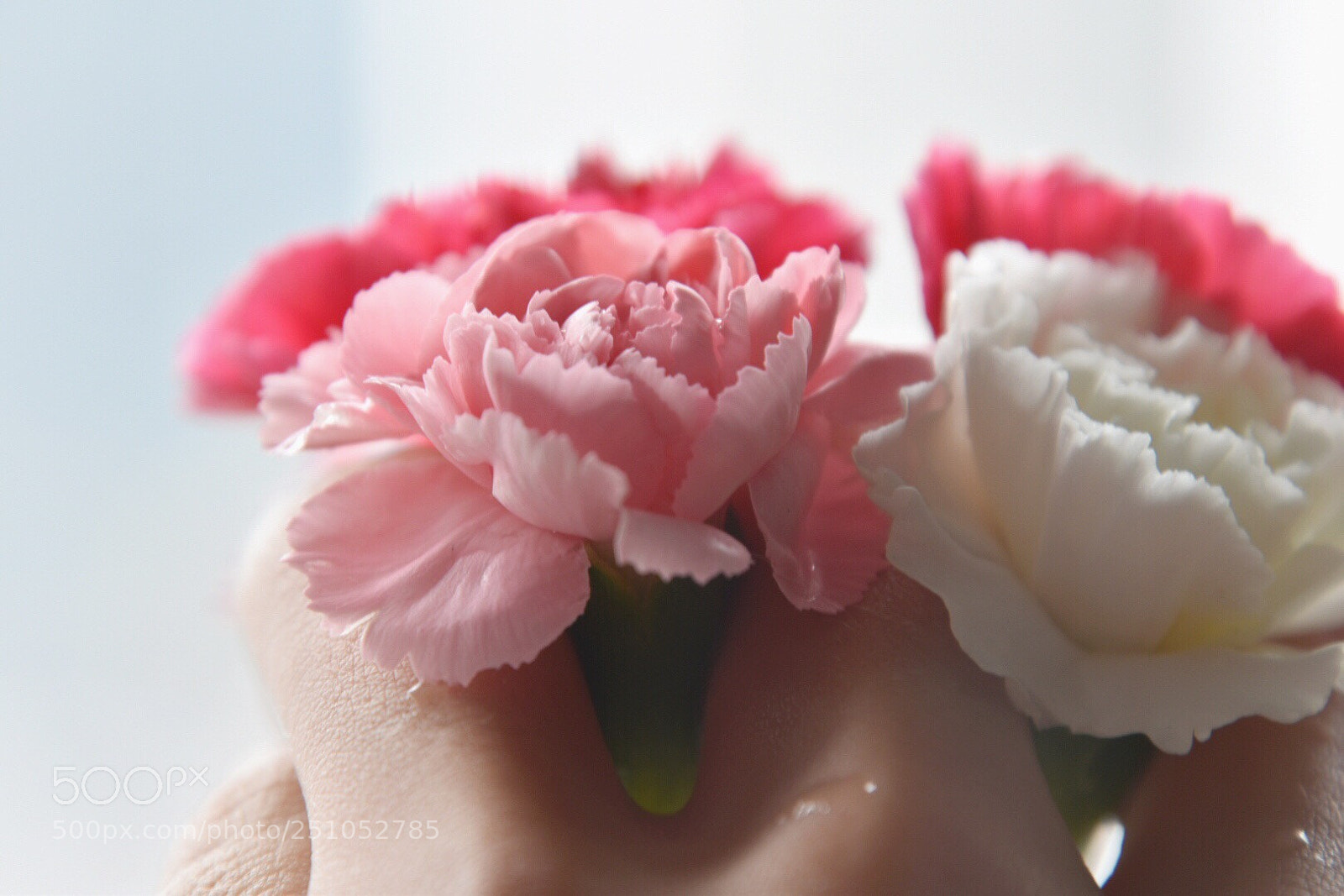 Nikon D5600 sample photo. Reverie paradise photography