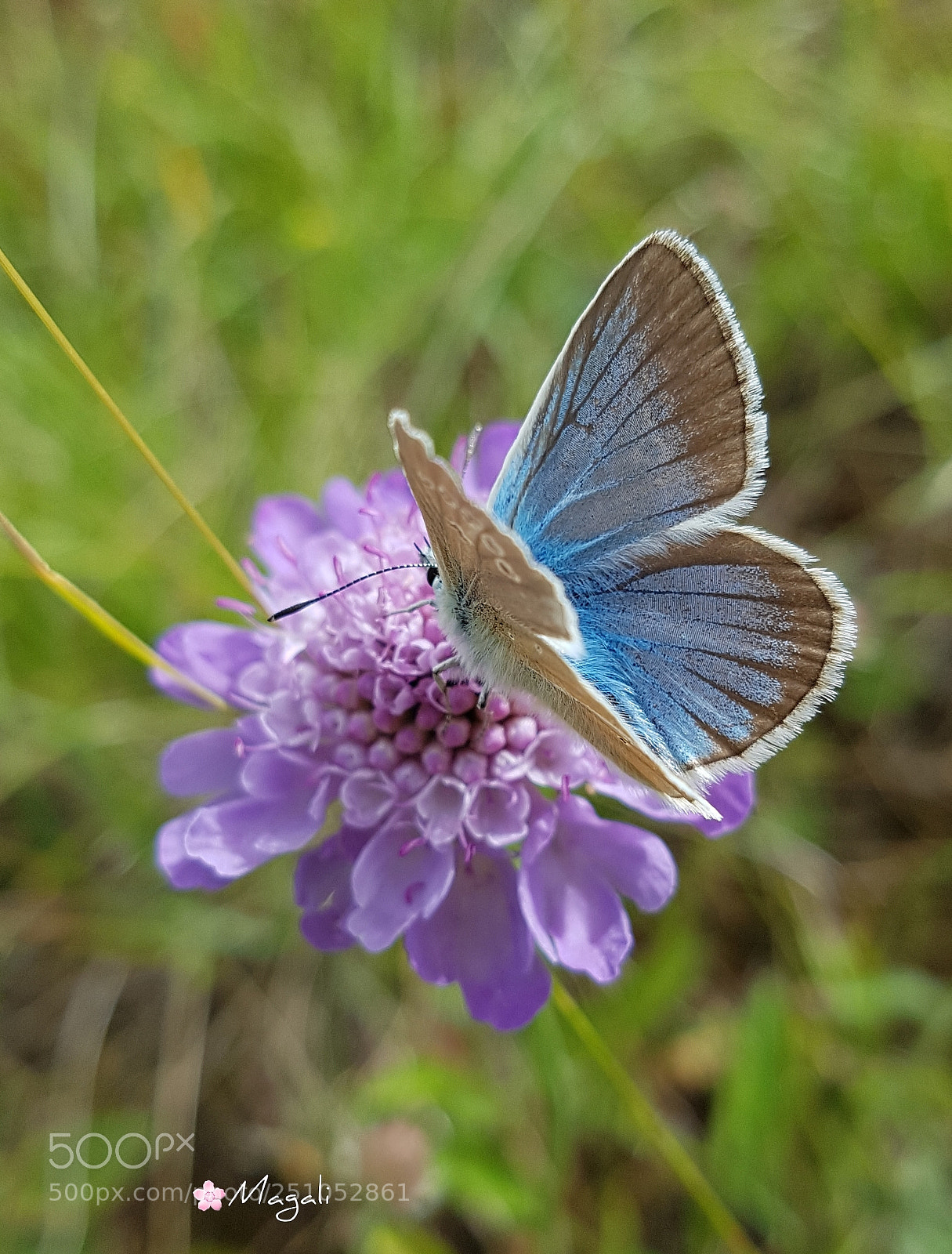 Samsung Galaxy S7 sample photo. Blue butterfly photography