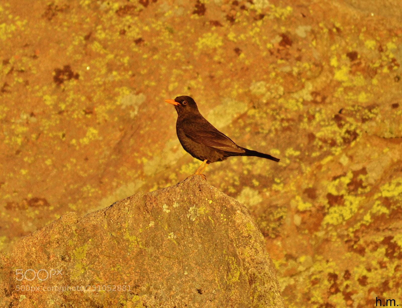 Nikon D3100 sample photo. Ea o photography