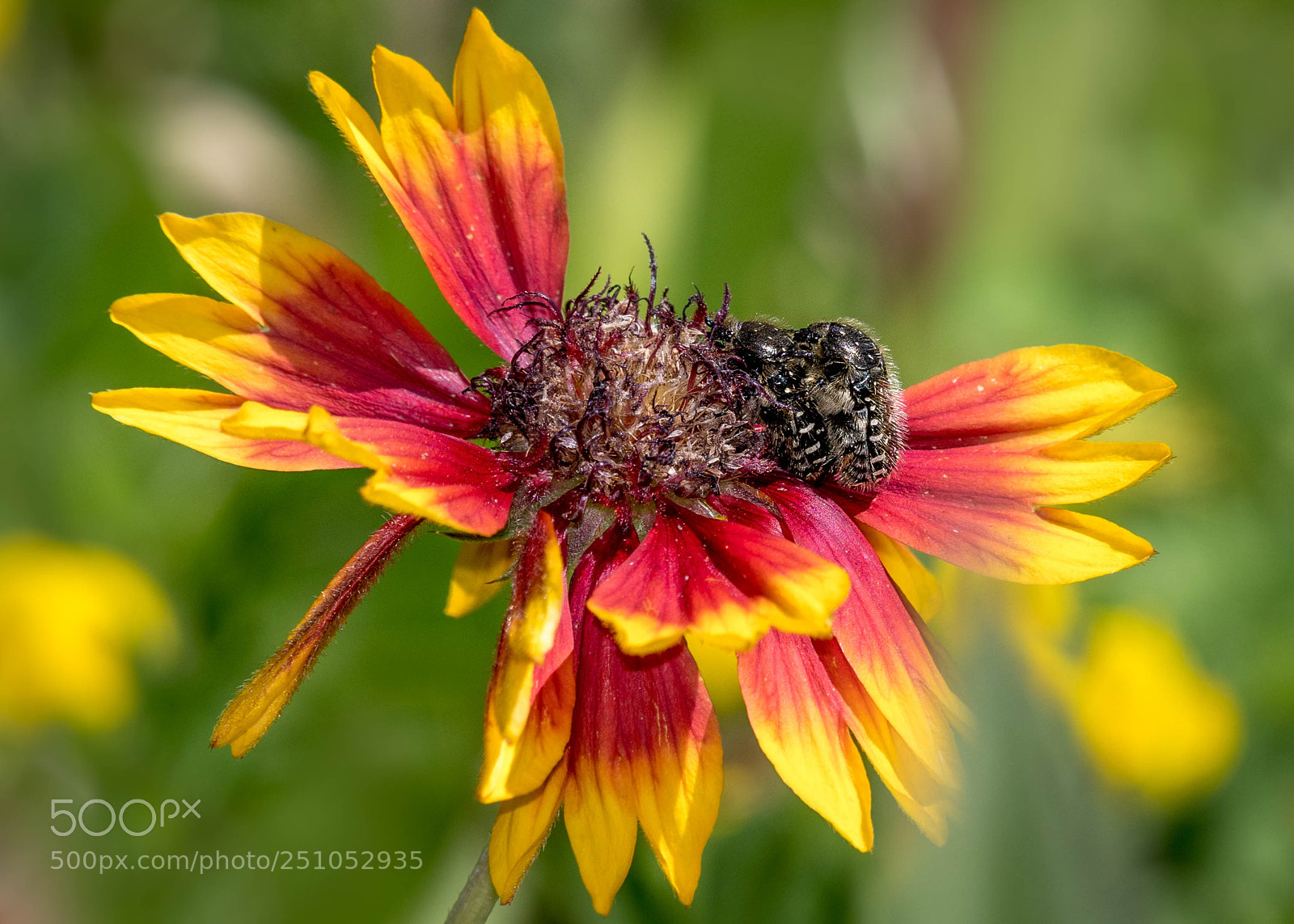 Nikon D500 sample photo. Mating photography