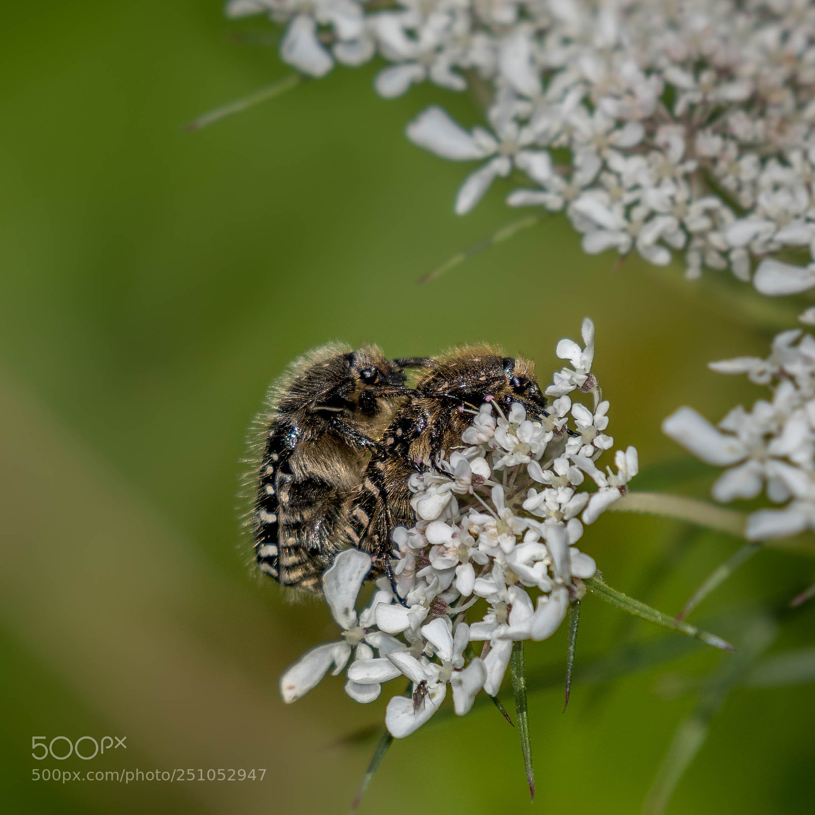 Nikon D500 sample photo. Mating photography
