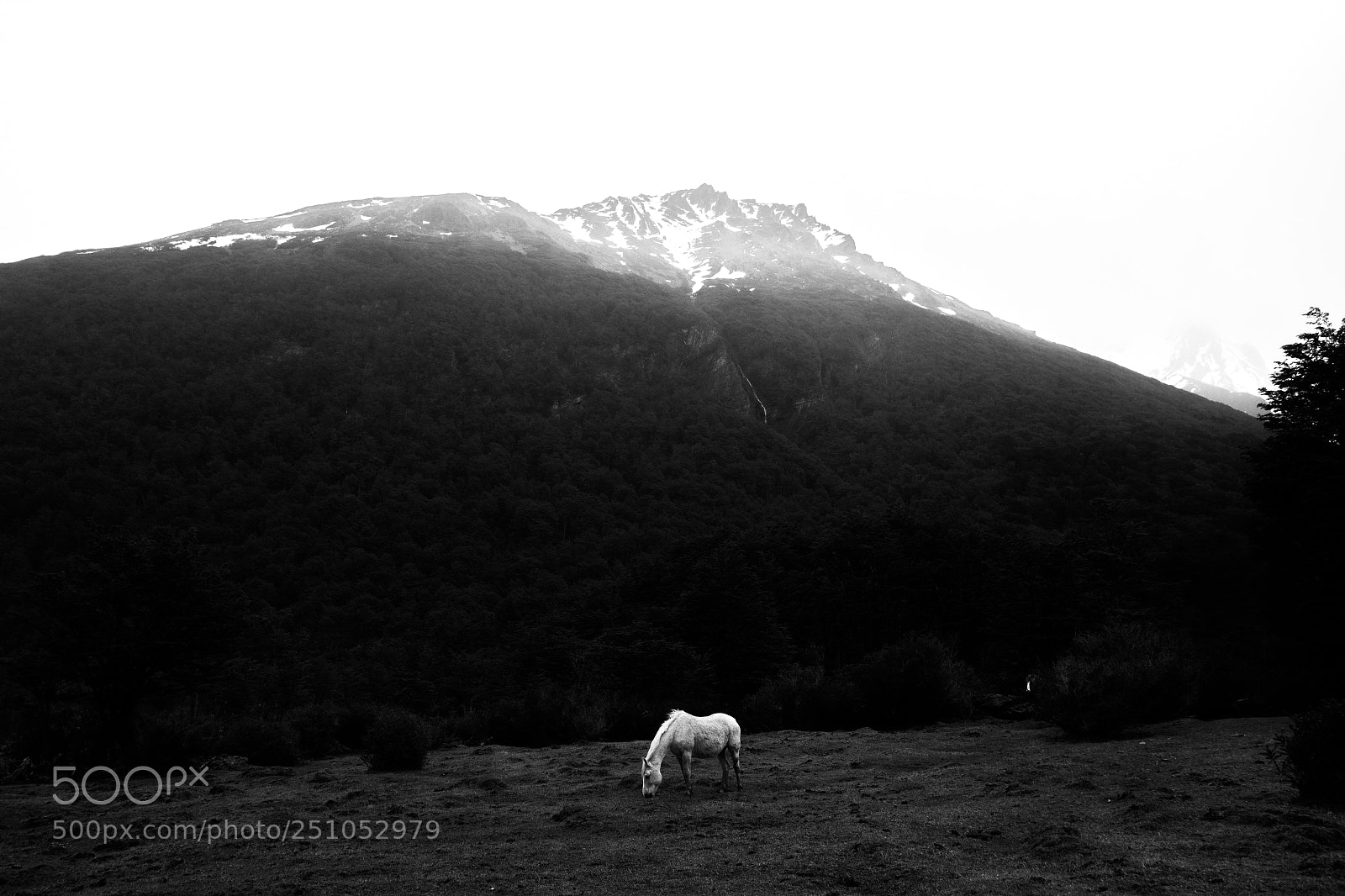 Canon EOS 600D (Rebel EOS T3i / EOS Kiss X5) sample photo. Caballo blanco, monta a photography