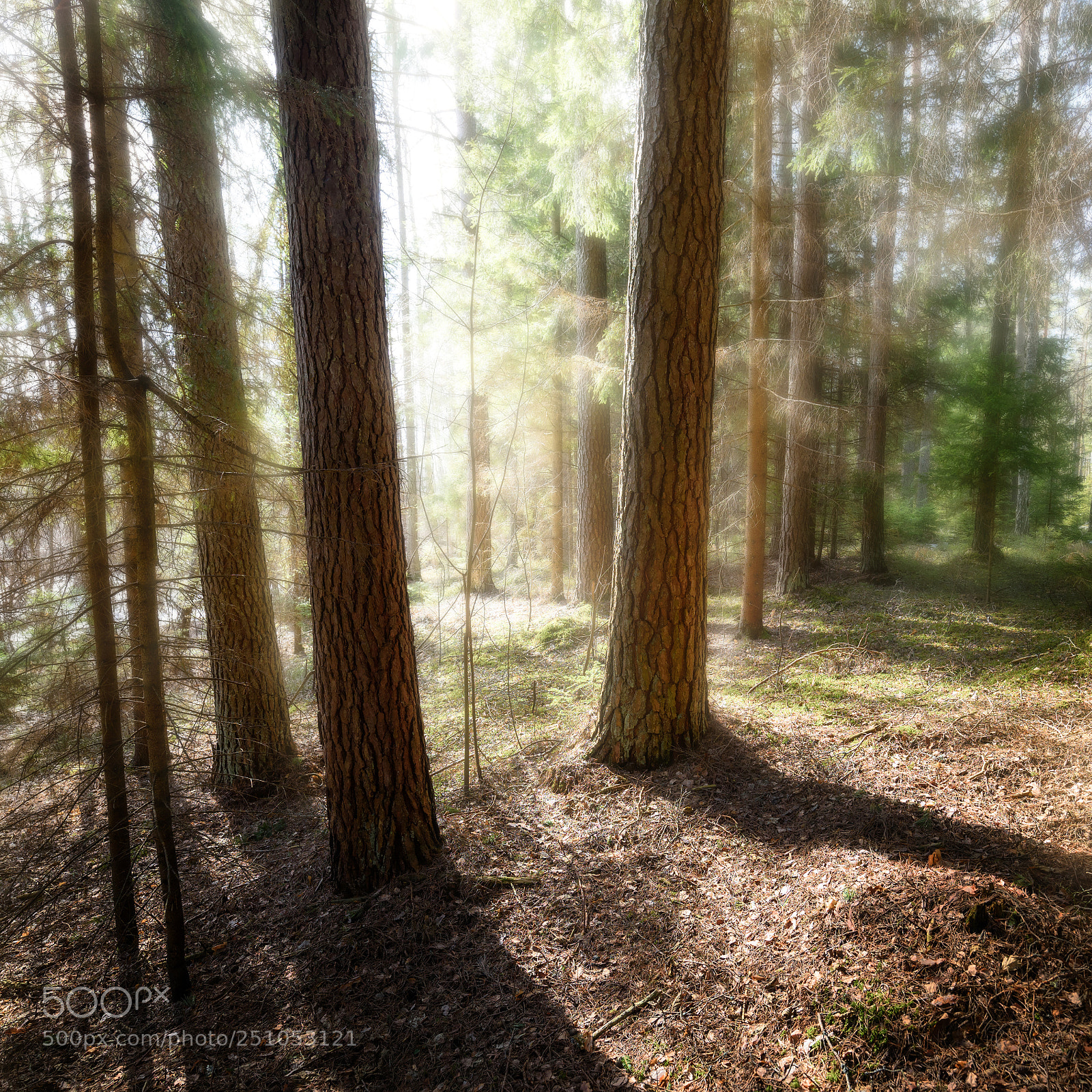 Nikon D810 sample photo. Early spring in wood photography