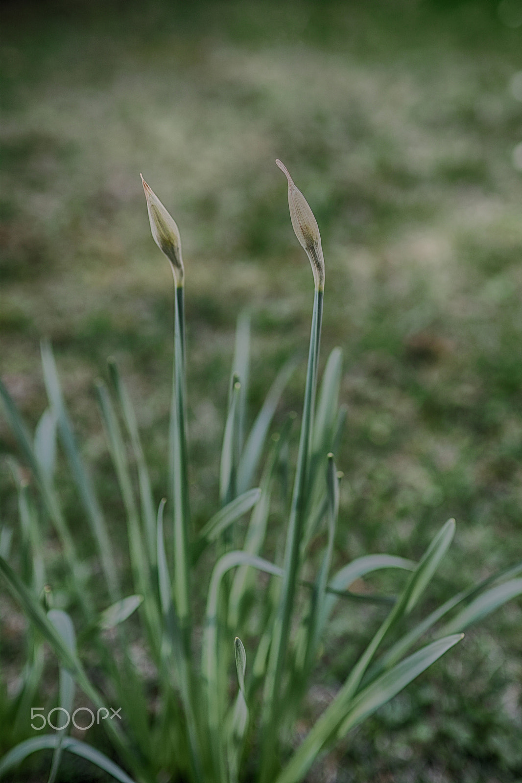 Sigma sd Quattro sample photo. Incoming spring photography