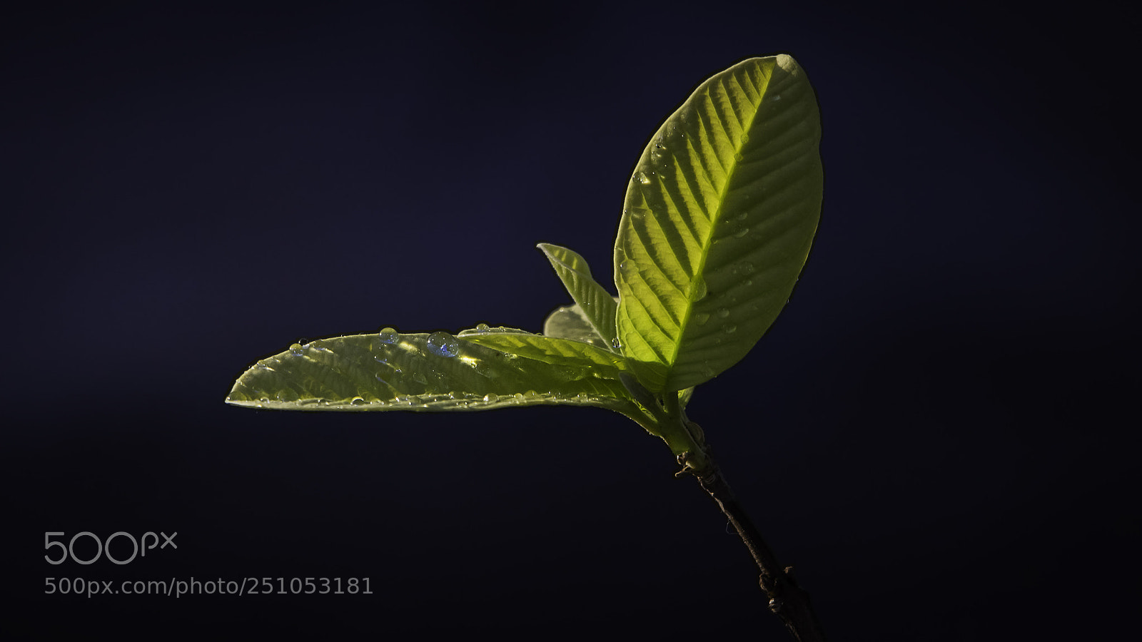 Canon EOS 700D (EOS Rebel T5i / EOS Kiss X7i) sample photo. Wet leaves photography